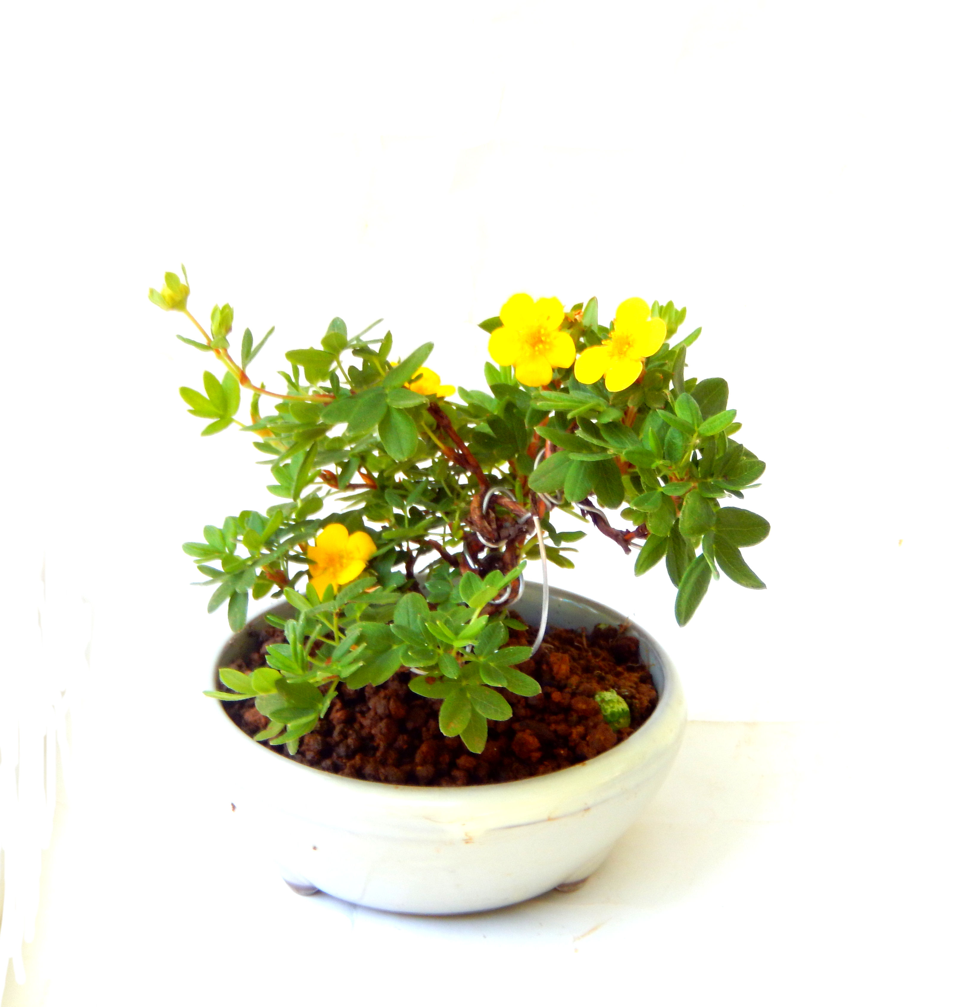 ����̖؂Ə����܂��B�����ɂ��₩��鉏�N�A���I�I�Ƃɂ��������A��x������ǂ����Ă���ɓ��ꂽ���Ȃ�A���ł��I 
   ���̏��i�́A�~�j�T�C�Y�ɍ��܂����B�������̃C���e���A�Ƃ��ăe�[�u���⑋�ӂɂ�����傫���ł��B�܂������̂����߂̈�i�ł��I�I�I