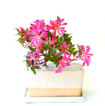 �T�c�L���W��