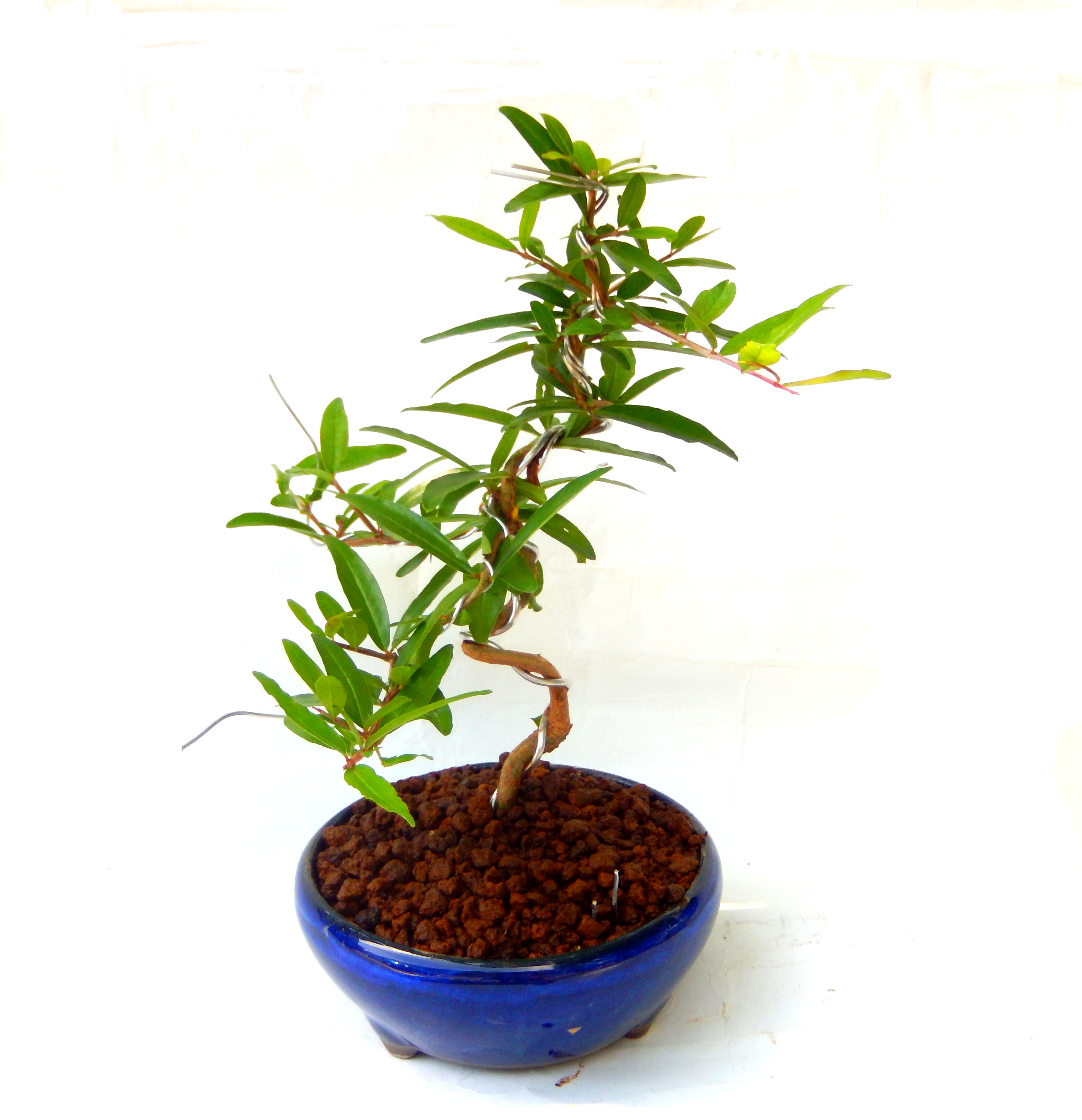 ������́A�q��Ɍb�܂��Ƃ����A�ɉh���Ӗ����鉏�N�A���ł��B�U���ɃI�����W�F�̉Ԃ��炫�A�����Ď����Ȃ�܂��B��(��)�́A���e�ɐl�C�ň��ݕ��Ƃ��Ďs�̂���Ă��܂��B 