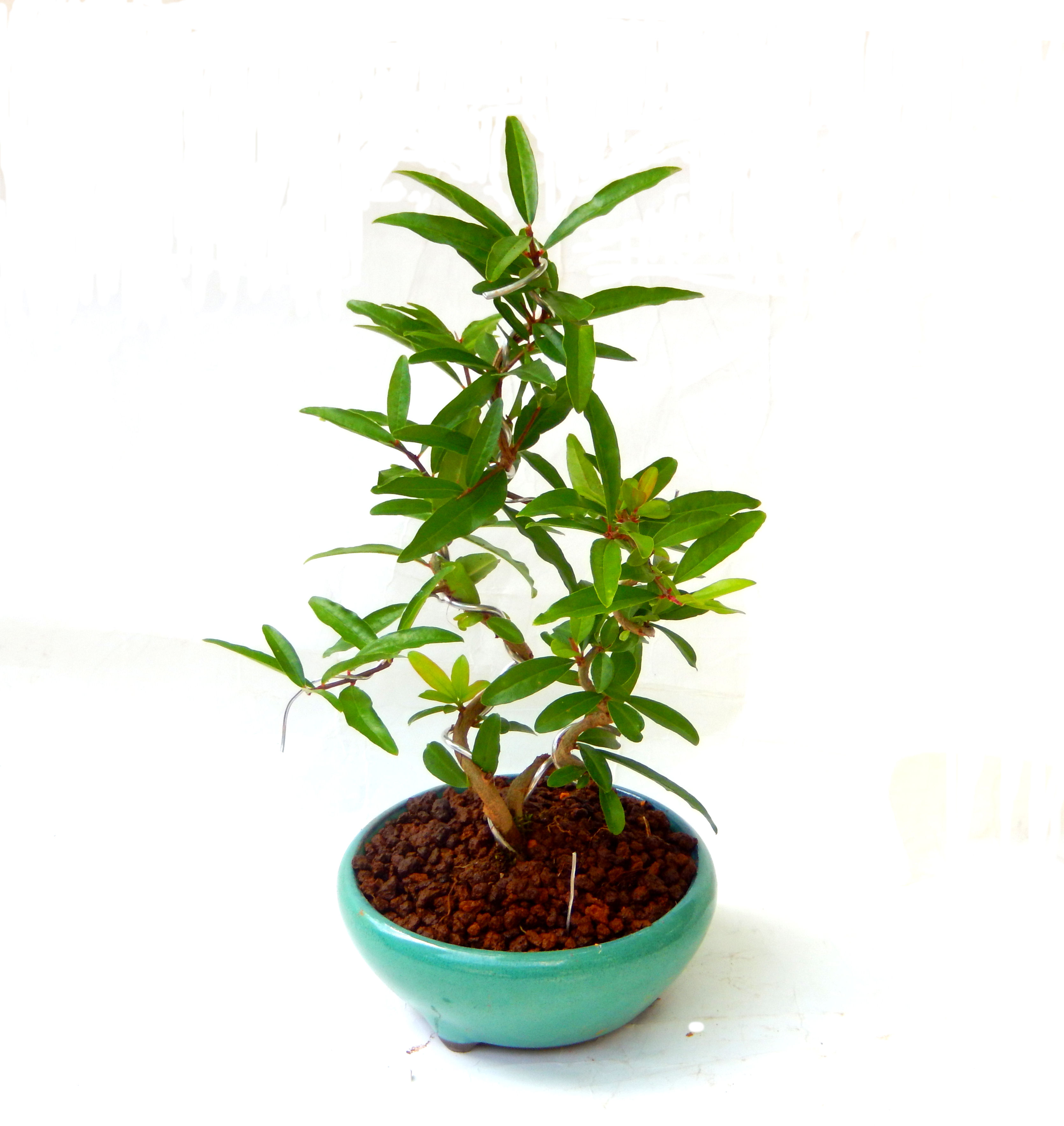 ������́A�q��Ɍb�܂��Ƃ����A�ɉh���Ӗ����鉏�N�A���ł��B�U���ɃI�����W�F�̉Ԃ��炫�A�����Ď����Ȃ�܂��B��(��)�́A���e�ɐl�C�ň��ݕ��Ƃ��Ďs�̂���Ă��܂��B 