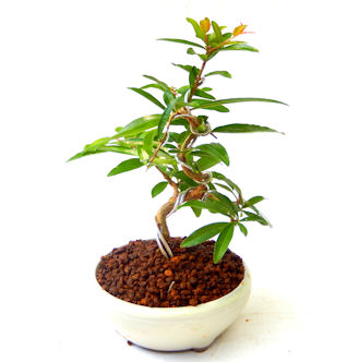 ザクロ。ザクロの盆栽、ミニ盆栽