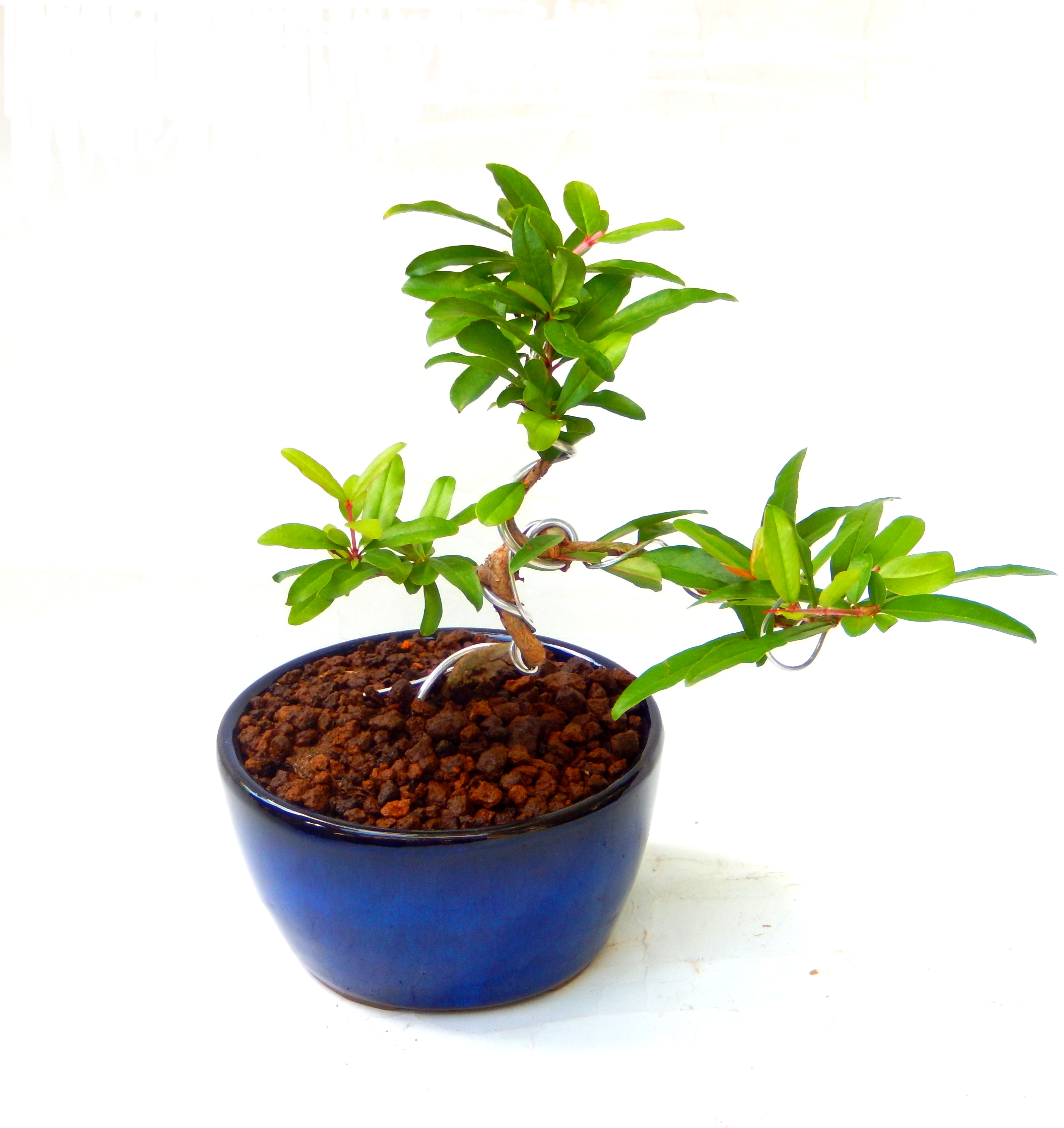 ������́A�q��Ɍb�܂��Ƃ����A�ɉh���Ӗ����鉏�N�A���ł��B�U���ɃI�����W�F�̉Ԃ��炫�A�����Ď����Ȃ�܂��B��(��)�́A���e�ɐl�C�ň��ݕ��Ƃ��Ďs�̂���Ă��܂��B 