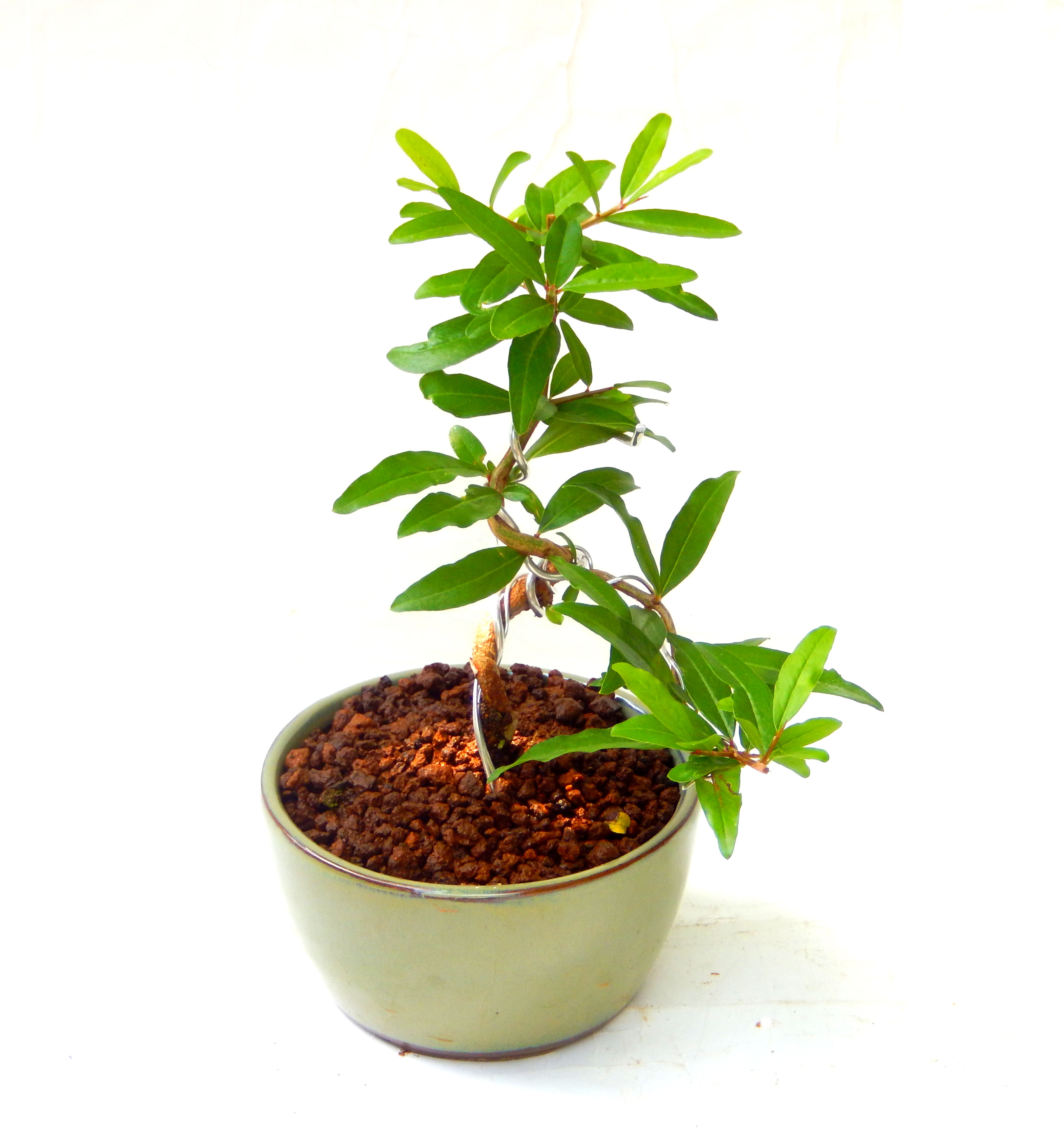 ������́A�q��Ɍb�܂��Ƃ����A�ɉh���Ӗ����鉏�N�A���ł��B�U���ɃI�����W�F�̉Ԃ��炫�A�����Ď����Ȃ�܂��B��(��)�́A���e�ɐl�C�ň��ݕ��Ƃ��Ďs�̂���Ă��܂��B 