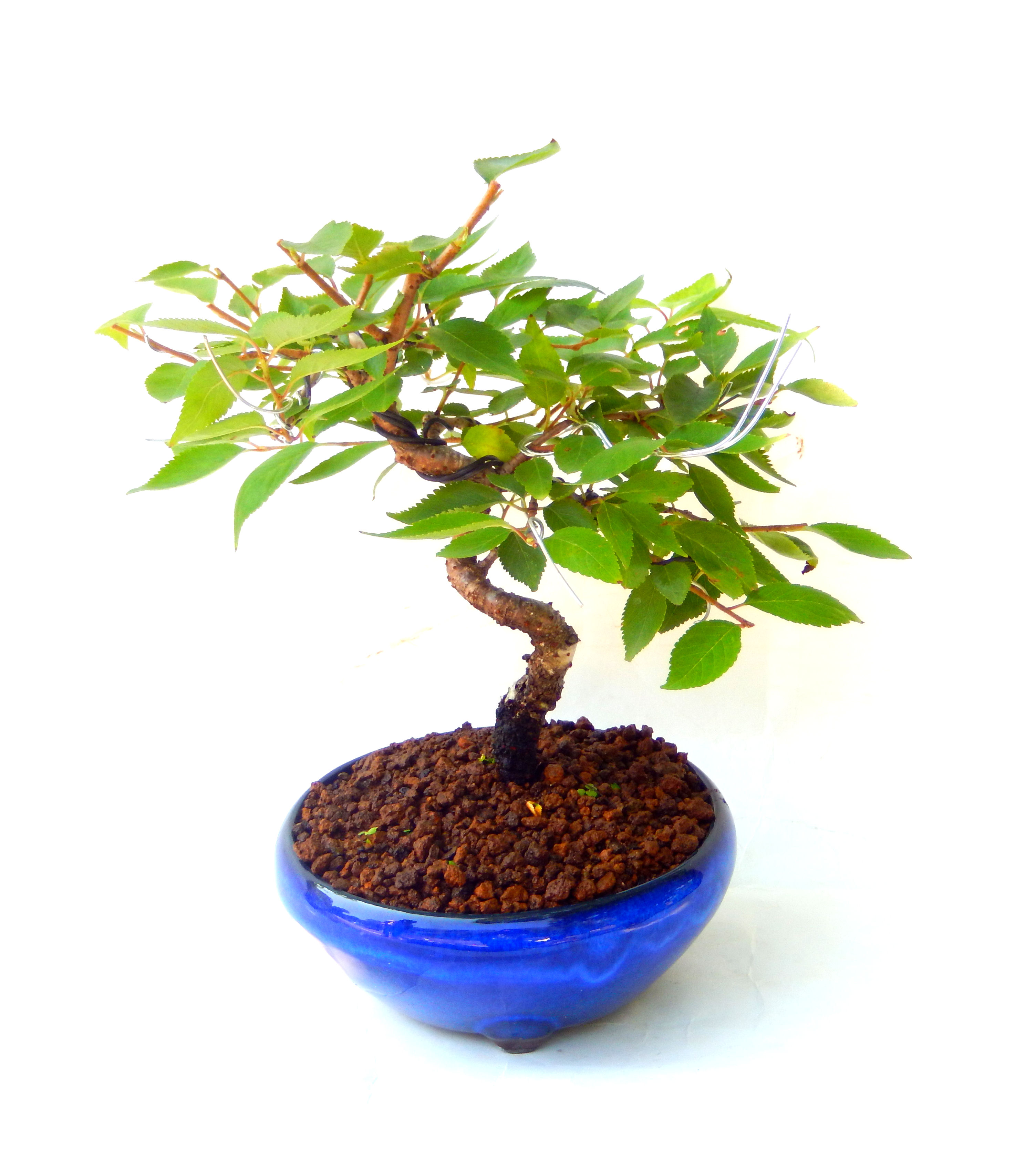 �N�Ԃ̒��x�X�g�Z���[�ɂȂ�܂����I�I�I�R���p�N�g�ɉ������܂����B���߂Ă̕��ɂ���Ă₷����v�ȐA���ł��B