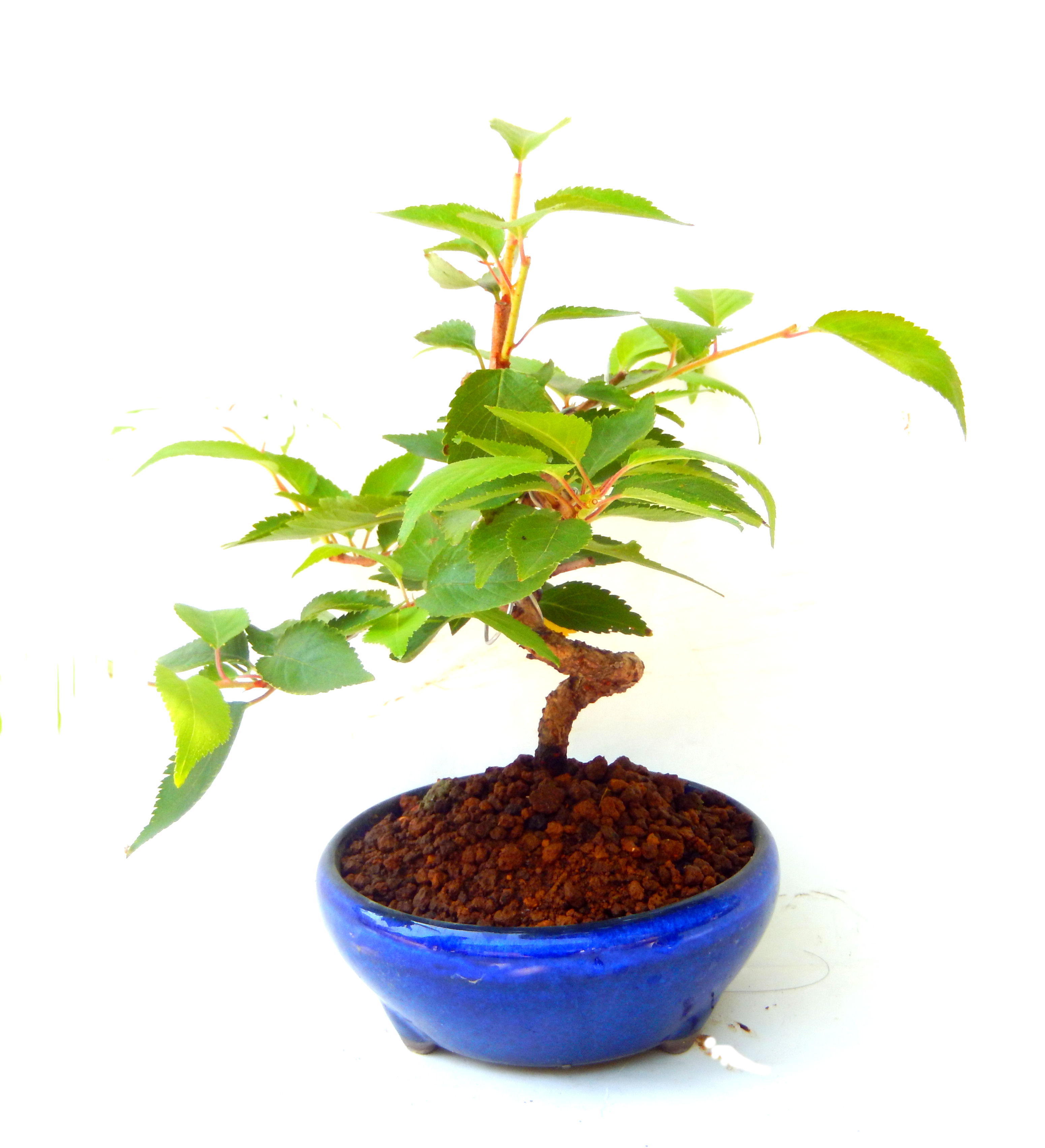 �N�Ԃ̒��x�X�g�Z���[�ɂȂ�܂����I�I�I�R���p�N�g�ɉ������܂����B���߂Ă̕��ɂ���Ă₷����v�ȐA���ł��B