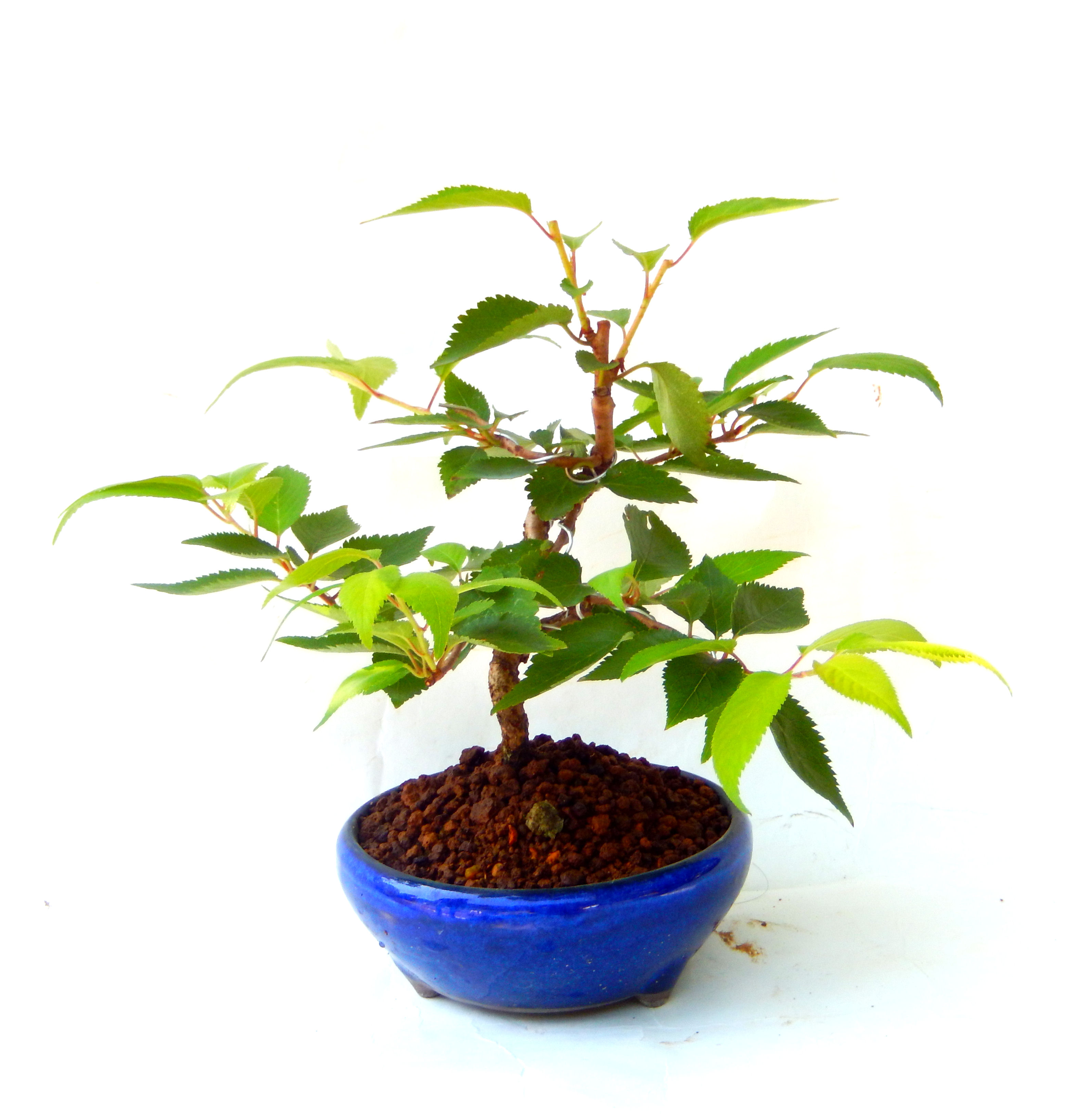 �N�Ԃ̒��x�X�g�Z���[�ɂȂ�܂����I�I�I�R���p�N�g�ɉ������܂����B���߂Ă̕��ɂ���Ă₷����v�ȐA���ł��B