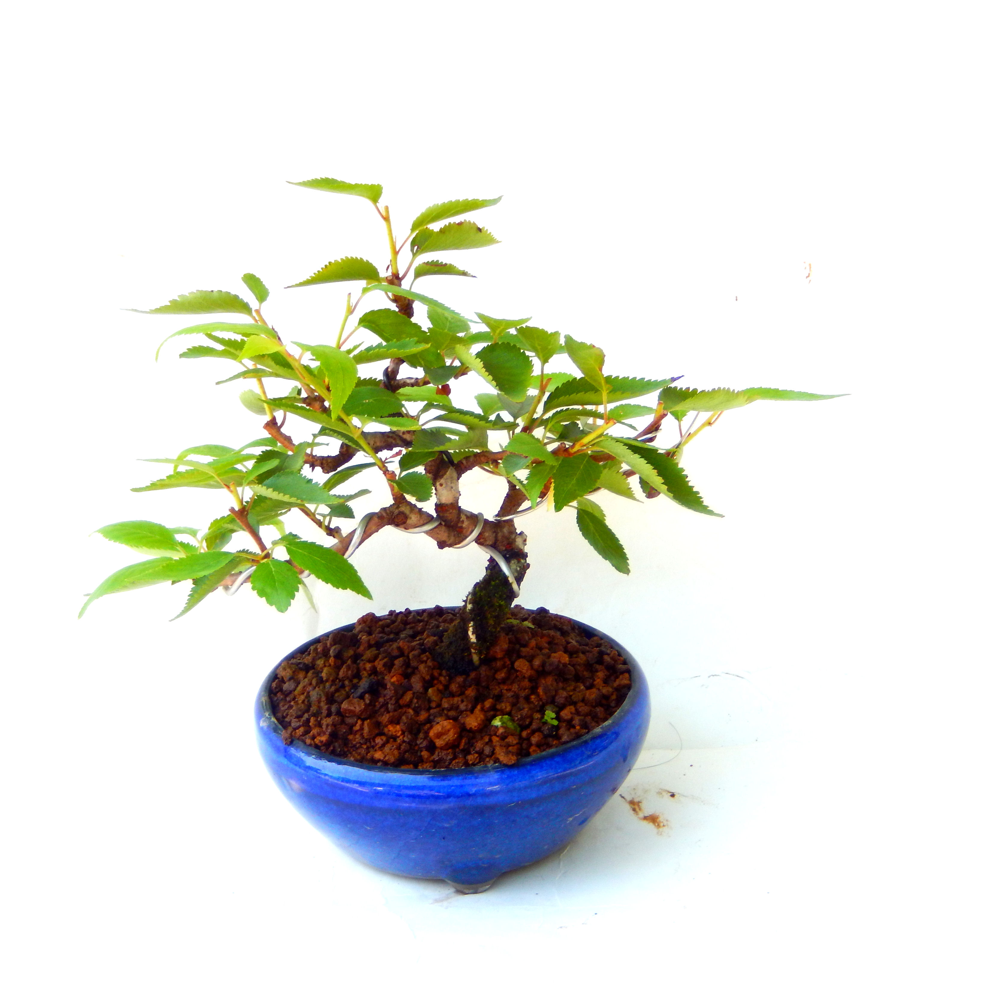 �N�Ԃ̒��x�X�g�Z���[�ɂȂ�܂����I�I�I�R���p�N�g�ɉ������܂����B���߂Ă̕��ɂ���Ă₷����v�ȐA���ł��B