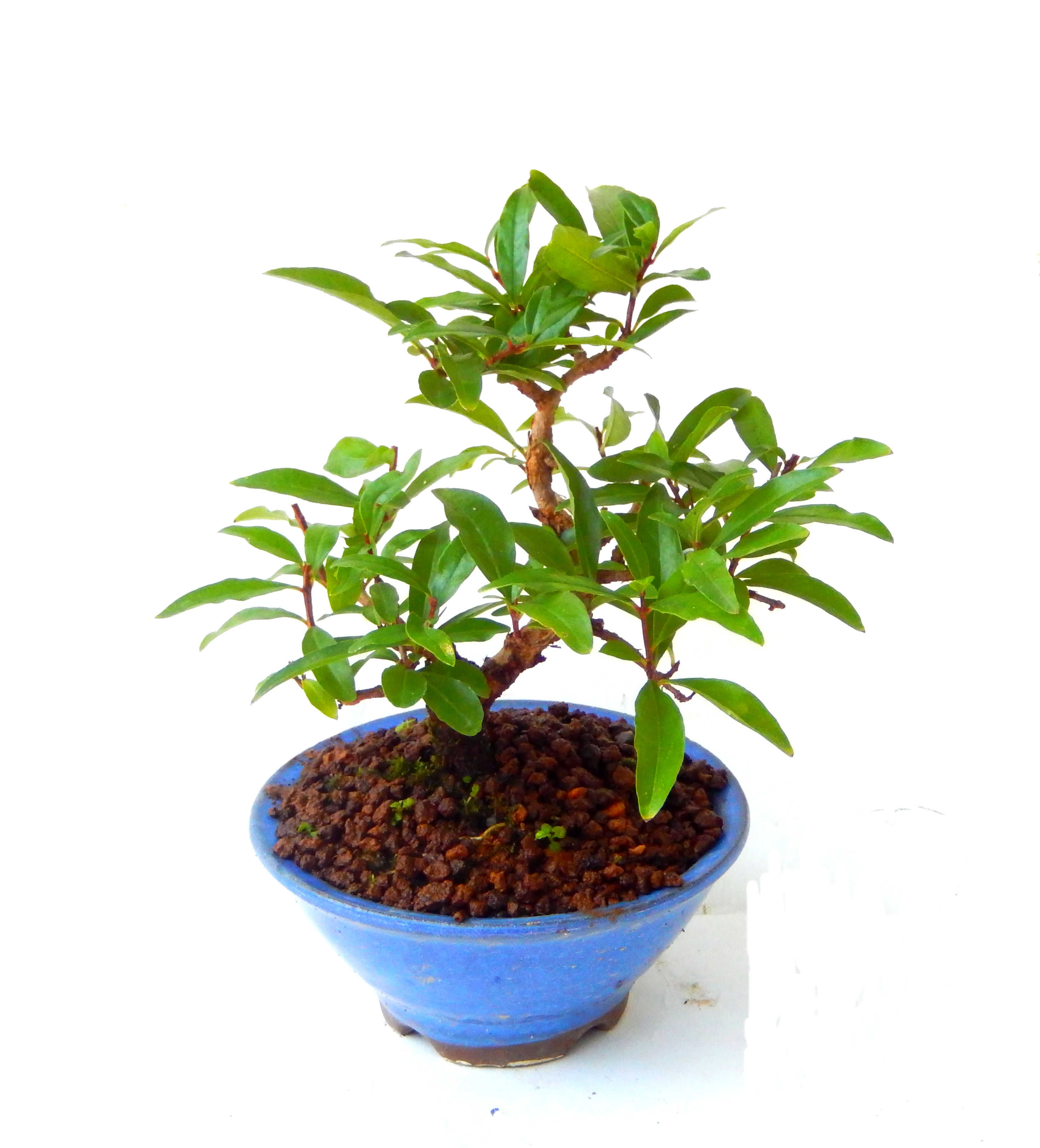 ������́A�q��Ɍb�܂��Ƃ����A�ɉh���Ӗ����鉏�N�A���ł��B�U���ɃI�����W�F�̉Ԃ��炫�A�����Ď����Ȃ�܂��B��(��)�́A���e�ɐl�C�ň��ݕ��Ƃ��Ďs�̂���Ă��܂��B 