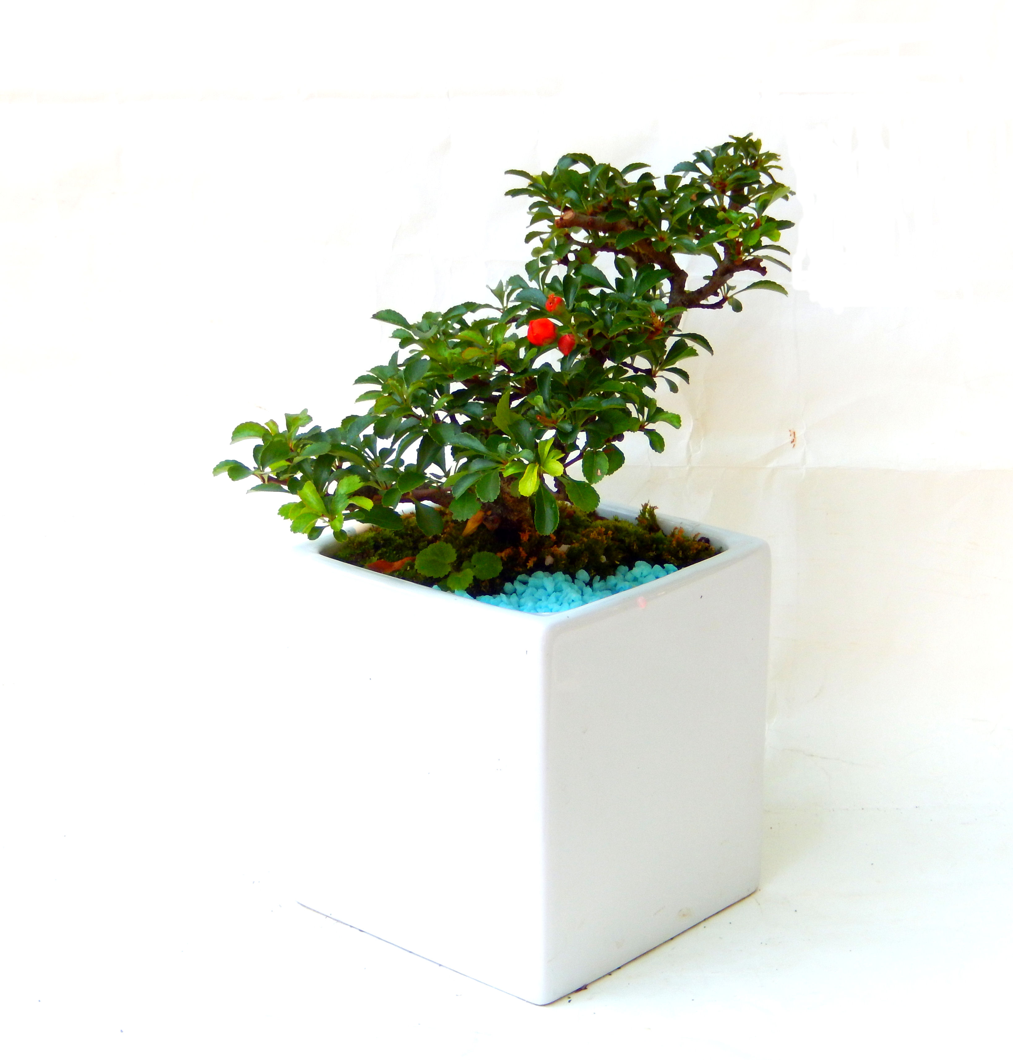 �����~�Ə����܂��B�����ɂ��₩��鉏�N�A���I�I�X�ɏt�A�R�����납���ȐԂ��ԁB�}�ɒ��ڂڂ݂�t���J�Ԃ��܂��B�Ԑ��������Ă��A���Ȃ��Ă��A�Ƃɂ��������A��x������ǂ����Ă���ɓ��ꂽ���Ȃ�A���ł��I 
   ���̏��i�́A�~�j�T�C�Y�ɍ��܂����B�������̃C���e���A�Ƃ��ăe�[�u���⑋�ӂɂ�����傫���ł��B�܂������̂����߂̈�i�ł��I�I�I