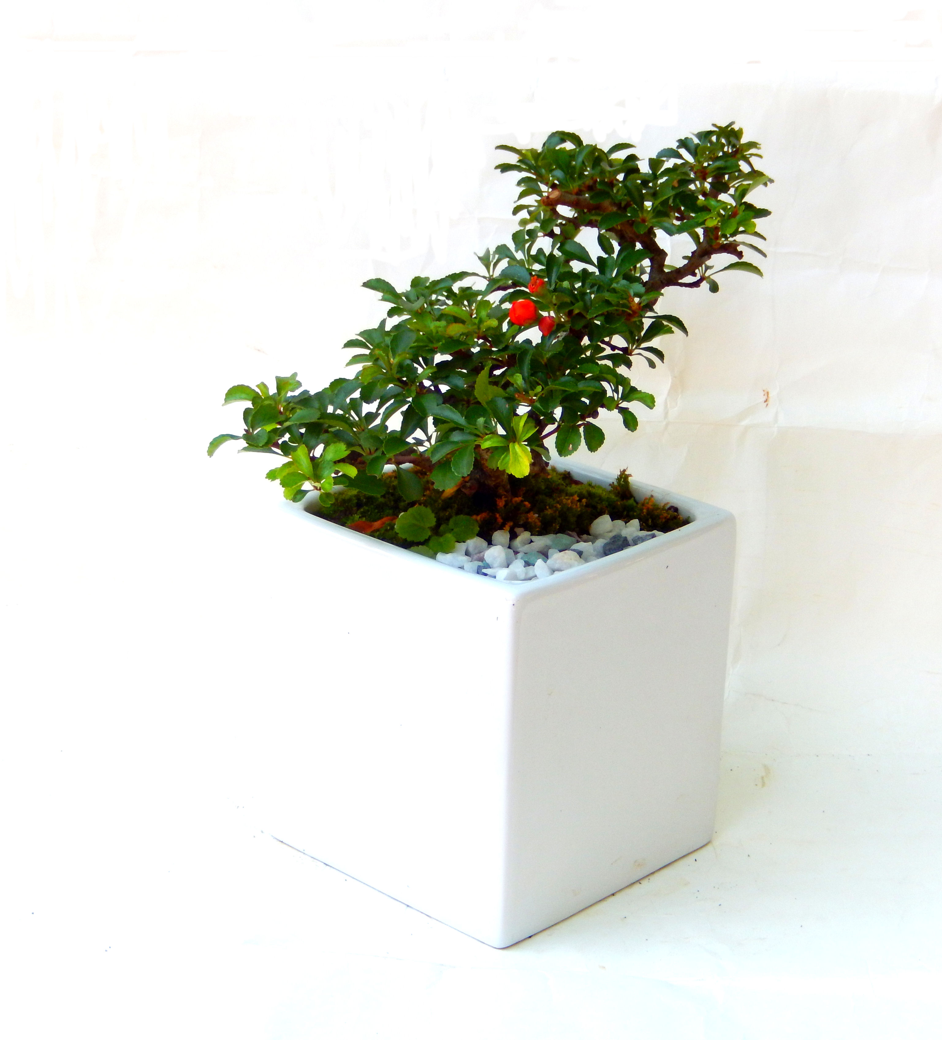 �����~�Ə����܂��B�����ɂ��₩��鉏�N�A���I�I�X�ɏt�A�R�����납���ȐԂ��ԁB�}�ɒ��ڂڂ݂�t���J�Ԃ��܂��B�Ԑ��������Ă��A���Ȃ��Ă��A�Ƃɂ��������A��x������ǂ����Ă���ɓ��ꂽ���Ȃ�A���ł��I 
   ���̏��i�́A�~�j�T�C�Y�ɍ��܂����B�������̃C���e���A�Ƃ��ăe�[�u���⑋�ӂɂ�����傫���ł��B�܂������̂����߂̈�i�ł��I�I�I