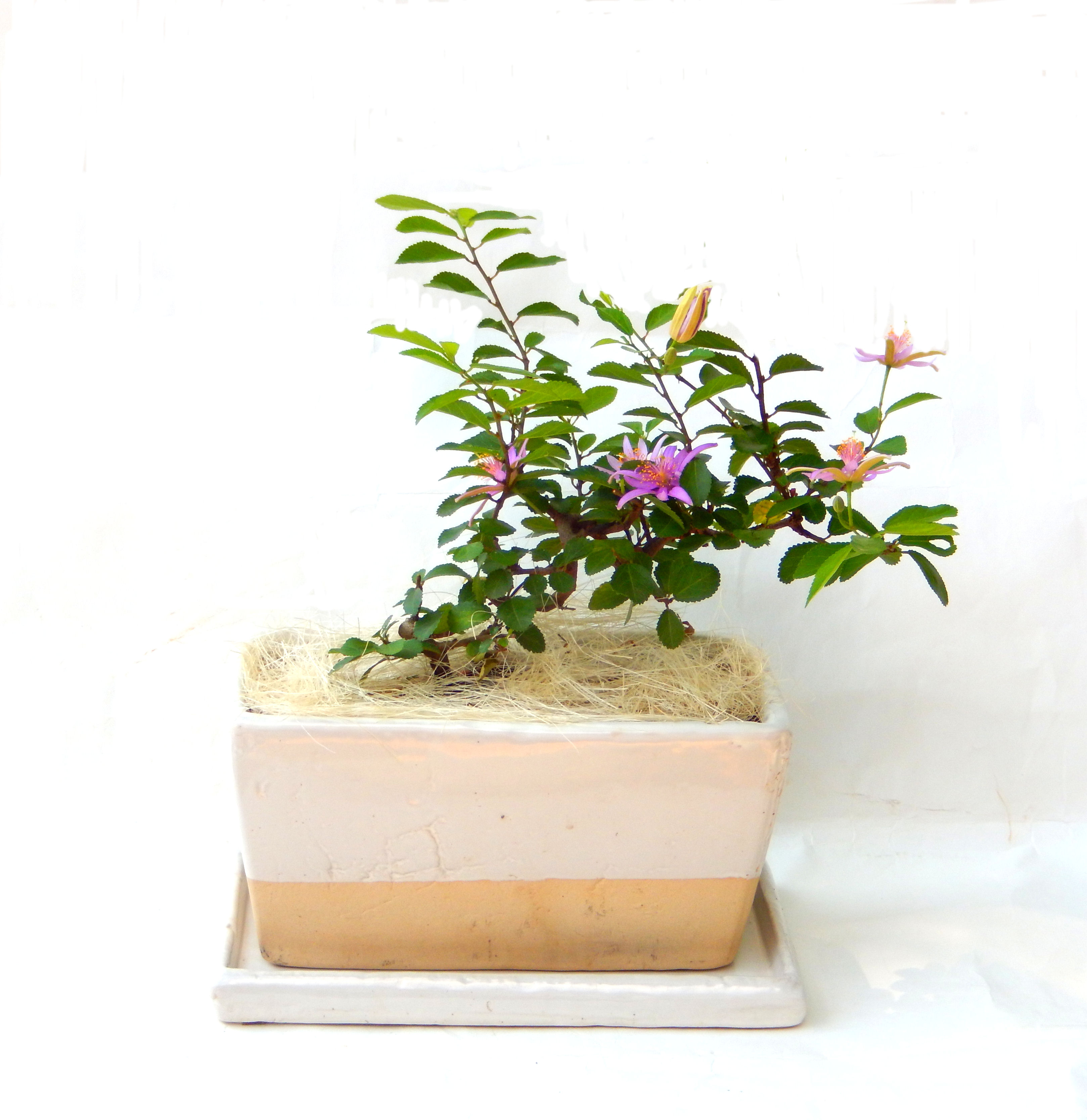 �Q�O�O�Q�N�ȗ��A�N�Ԃ̃x�X�g�Z���[�I�I�I�R���p�N�g�ɉ������܂����B���߂Ă̕��ɂ���Ă₷����v�ȐA���ł��B