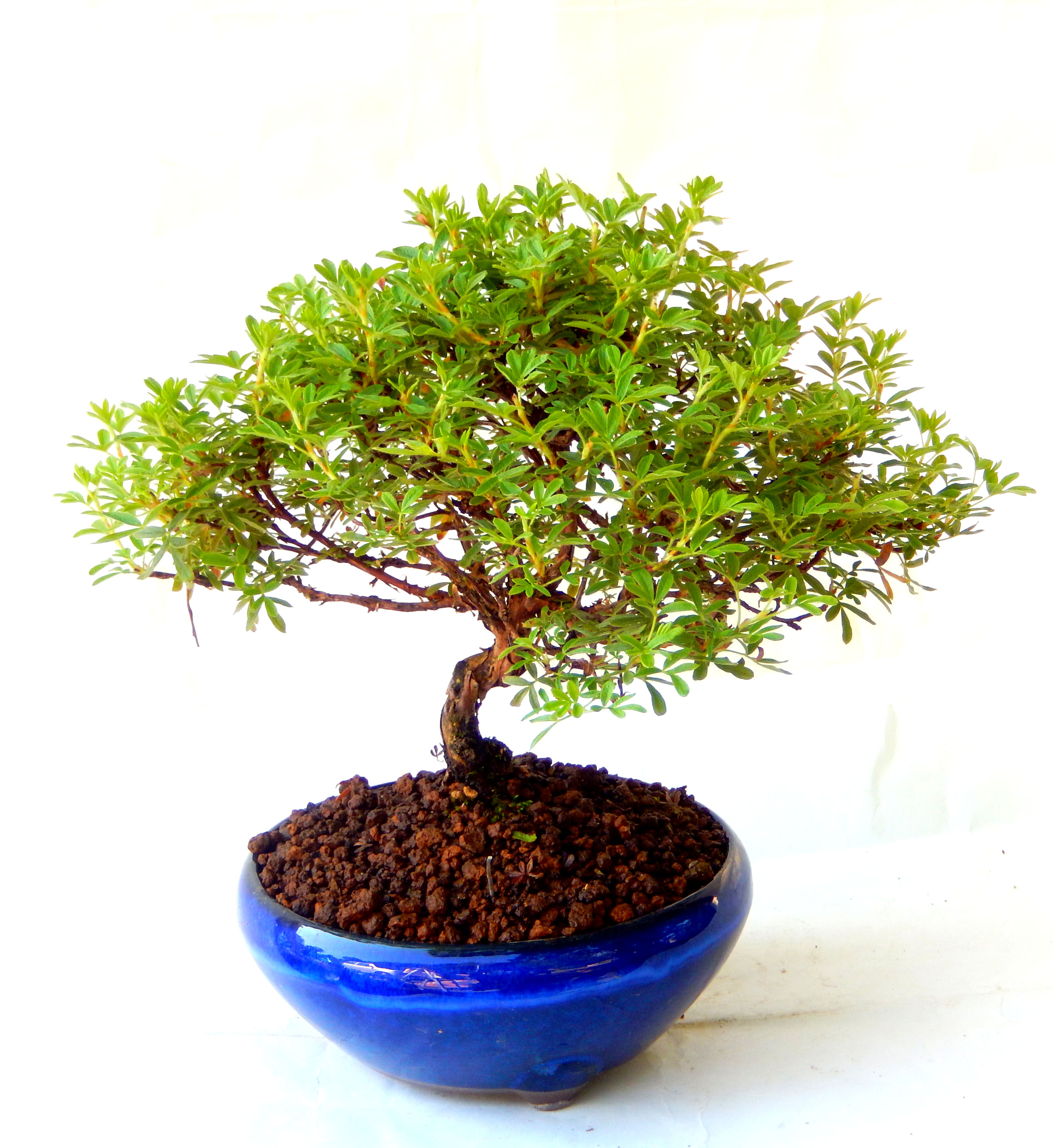 ���I�~�Ə����܂��B�����ɂ��₩��鉏�N�A���I�I�Ƃɂ��������A��x������ǂ����Ă���ɓ��ꂽ���Ȃ�A���ł��I 
   ���̏��i�́A�~�j�T�C�Y�ɍ��܂����B�������̃C���e���A�Ƃ��ăe�[�u���⑋�ӂɂ�����傫���ł��B�܂������̂����߂̈�i�ł��I�I�I