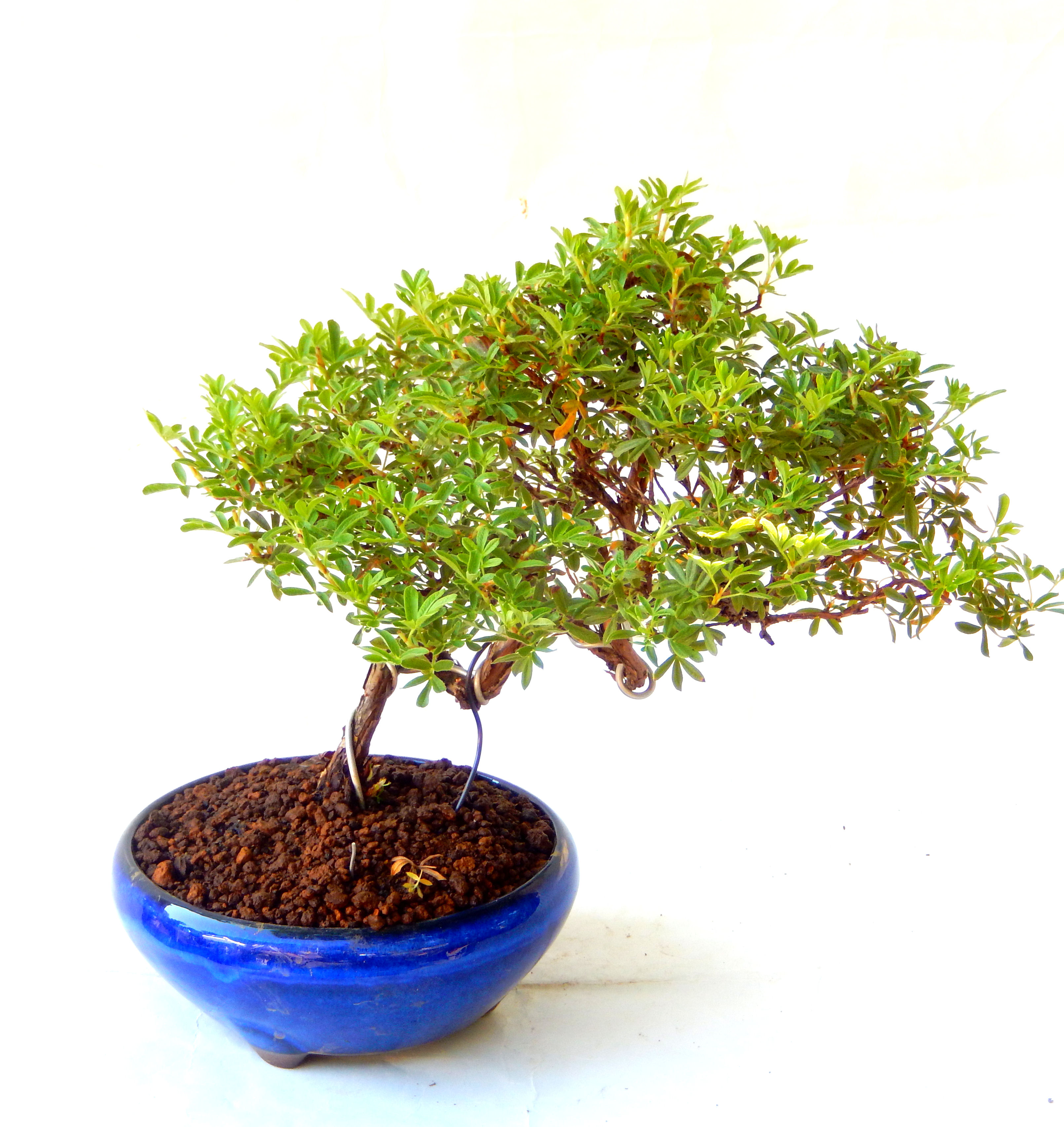 ���I�~�Ə����܂��B�����ɂ��₩��鉏�N�A���I�I�Ƃɂ��������A��x������ǂ����Ă���ɓ��ꂽ���Ȃ�A���ł��I 
   ���̏��i�́A�~�j�T�C�Y�ɍ��܂����B�������̃C���e���A�Ƃ��ăe�[�u���⑋�ӂɂ�����傫���ł��B�܂������̂����߂̈�i�ł��I�I�I