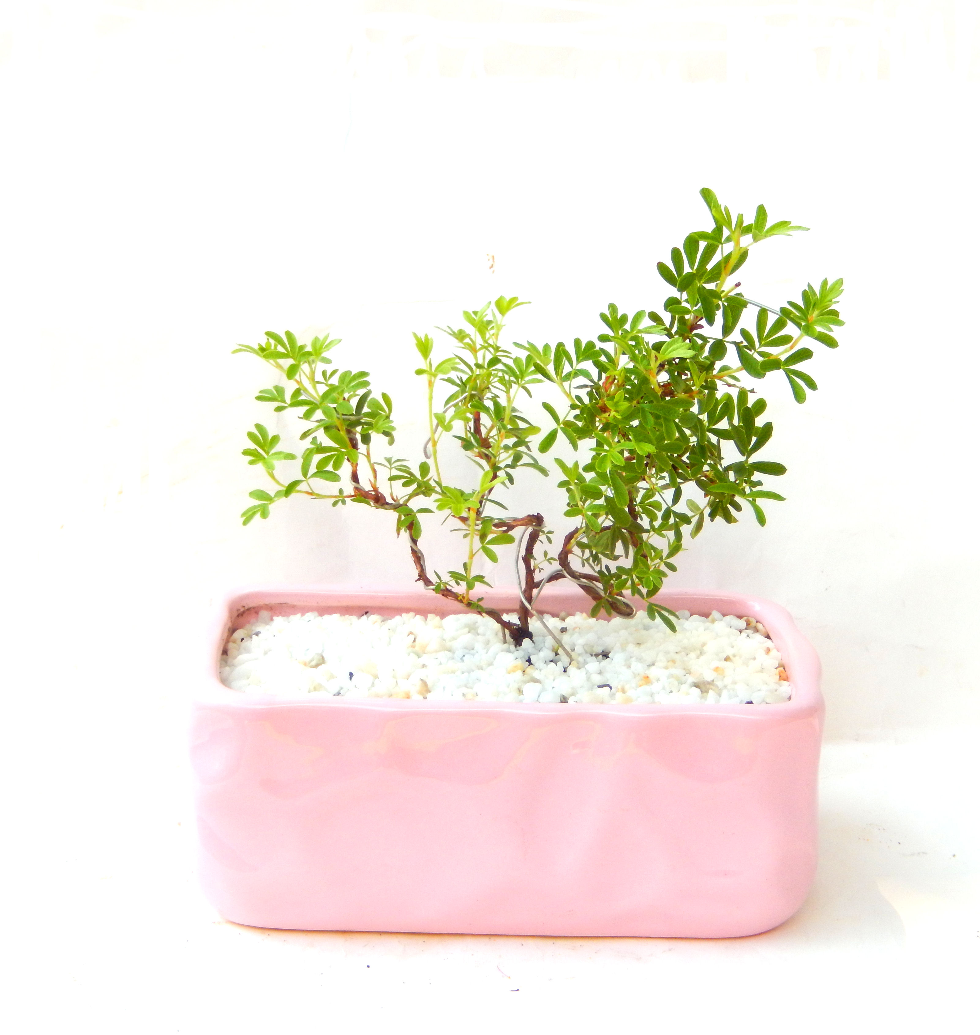 ���I�~�Ə����܂��B�����ɂ��₩��鉏�N�A���I�I�Ƃɂ��������A��x������ǂ����Ă���ɓ��ꂽ���Ȃ�A���ł��I 
   ���̏��i�́A�~�j�T�C�Y�ɍ��܂����B�������̃C���e���A�Ƃ��ăe�[�u���⑋�ӂɂ�����傫���ł��B�܂������̂����߂̈�i�ł��I�I�I