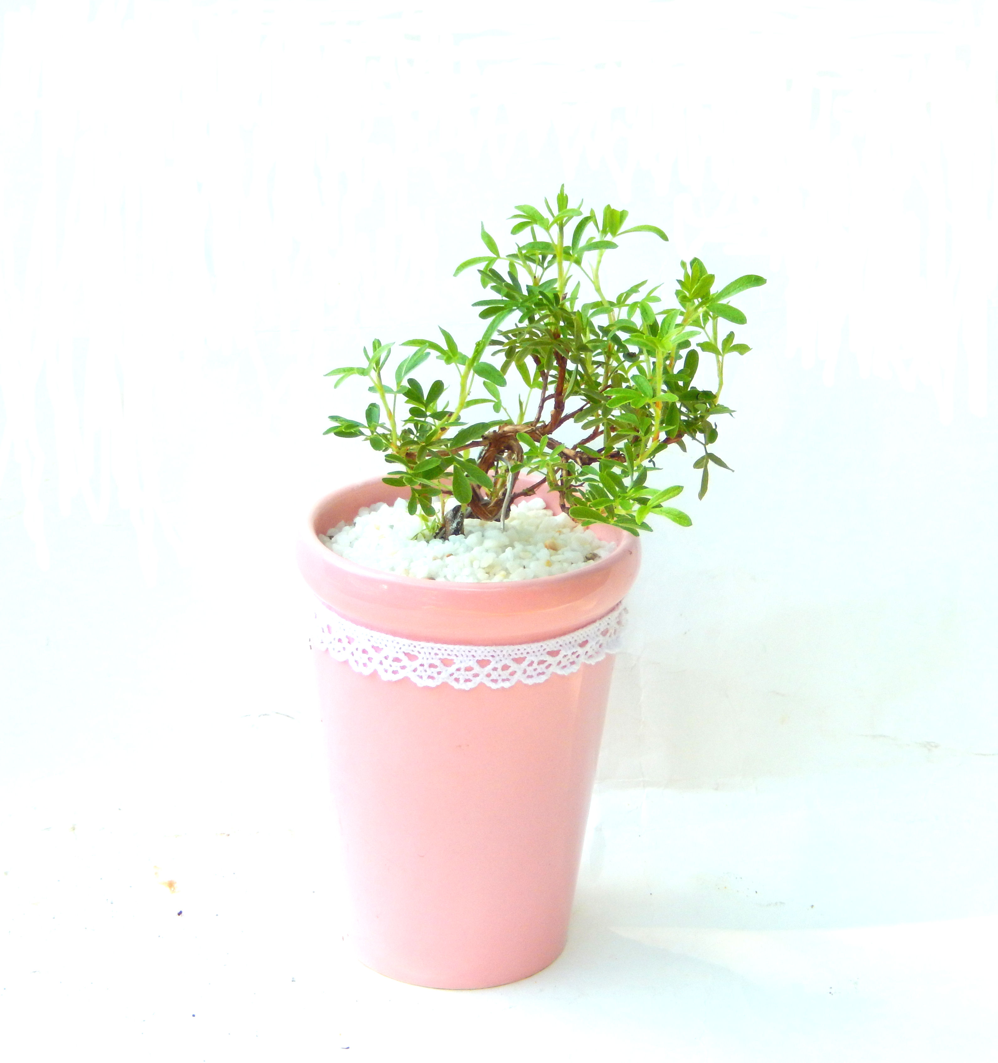 ���I�~�Ə����܂��B�����ɂ��₩��鉏�N�A���I�I�Ƃɂ��������A��x������ǂ����Ă���ɓ��ꂽ���Ȃ�A���ł��I 
   ���̏��i�́A�~�j�T�C�Y�ɍ��܂����B�������̃C���e���A�Ƃ��ăe�[�u���⑋�ӂɂ�����傫���ł��B�܂������̂����߂̈�i�ł��I�I�I