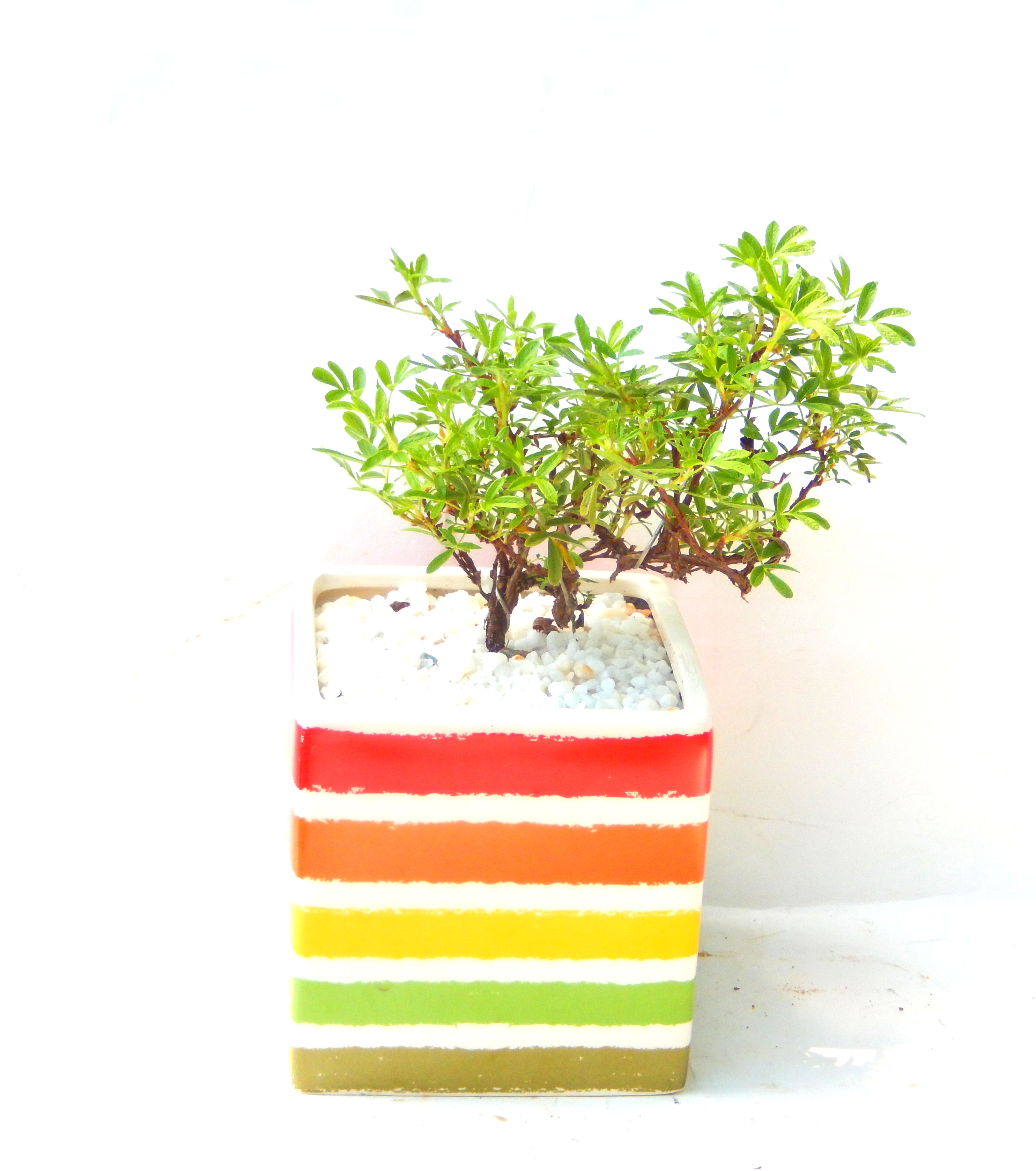 ���I�~�Ə����܂��B�����ɂ��₩��鉏�N�A���I�I�Ƃɂ��������A��x������ǂ����Ă���ɓ��ꂽ���Ȃ�A���ł��I 
   ���̏��i�́A�~�j�T�C�Y�ɍ��܂����B�������̃C���e���A�Ƃ��ăe�[�u���⑋�ӂɂ�����傫���ł��B�܂������̂����߂̈�i�ł��I�I�I