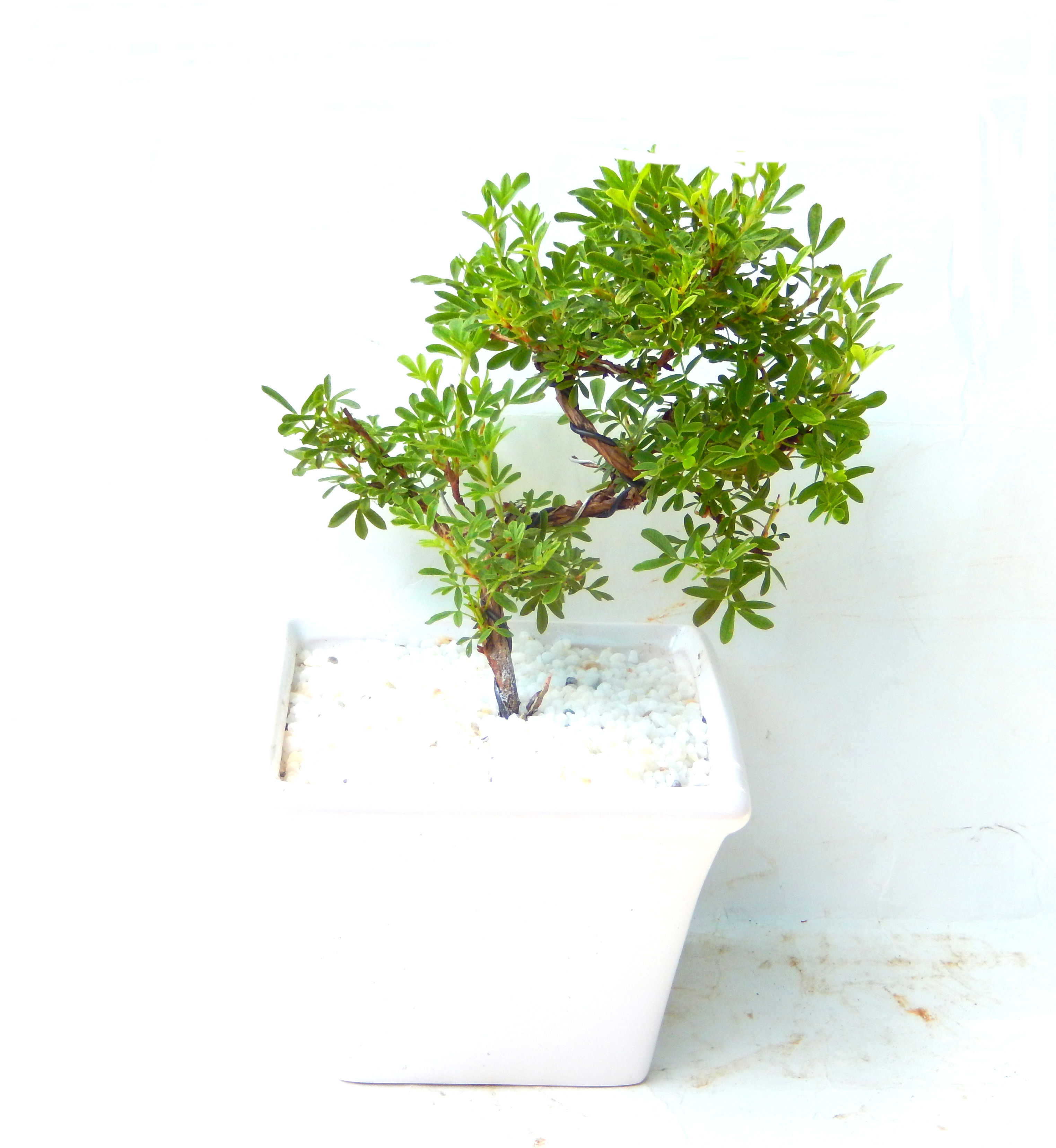 ���I�~�Ə����܂��B�����ɂ��₩��鉏�N�A���I�I�Ƃɂ��������A��x������ǂ����Ă���ɓ��ꂽ���Ȃ�A���ł��I 
   ���̏��i�́A�~�j�T�C�Y�ɍ��܂����B�������̃C���e���A�Ƃ��ăe�[�u���⑋�ӂɂ�����傫���ł��B�܂������̂����߂̈�i�ł��I�I�I