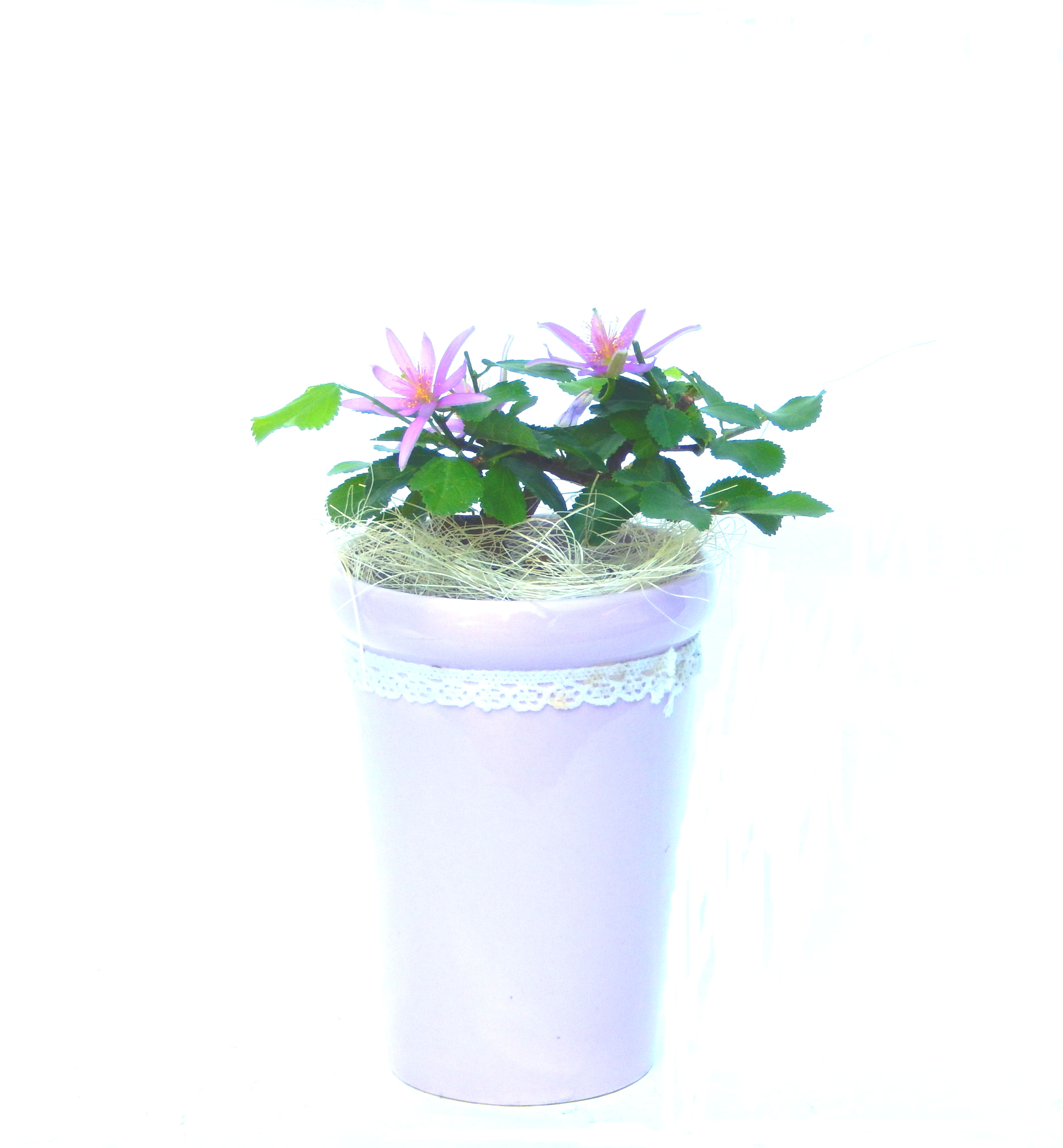 �Q�O�O�Q�N�ȗ��A�N�Ԃ̃x�X�g�Z���[�I�I�I�R���p�N�g�ɉ������܂����B���߂Ă̕��ɂ���Ă₷����v�ȐA���ł��B