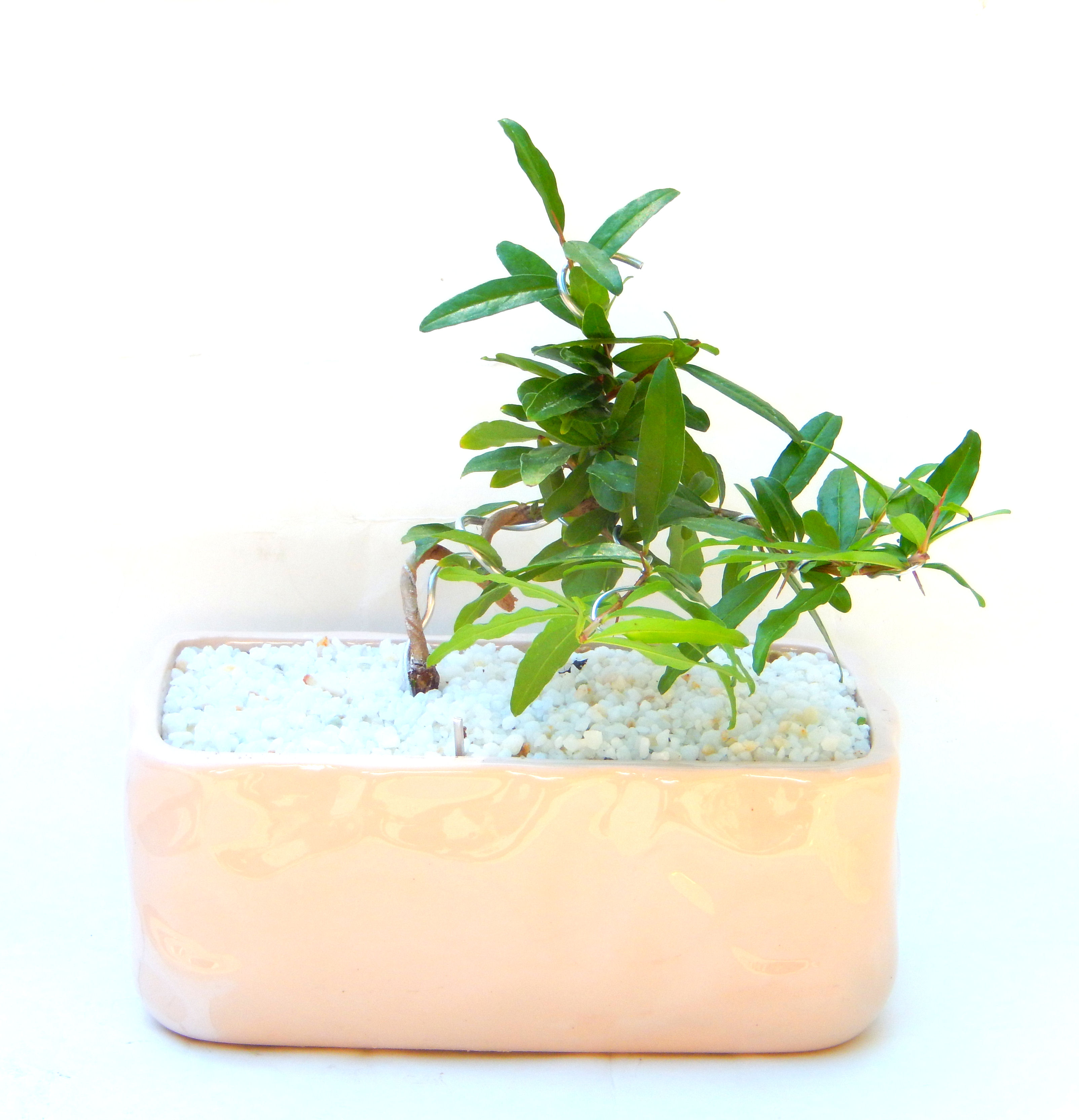 ������́A�q��Ɍb�܂��Ƃ����A�ɉh���Ӗ����鉏�N�A���ł��B�U���ɃI�����W�F�̉Ԃ��炫�A�����Ď����Ȃ�܂��B��(��)�́A���e�ɐl�C�ň��ݕ��Ƃ��Ďs�̂���Ă��܂��B 