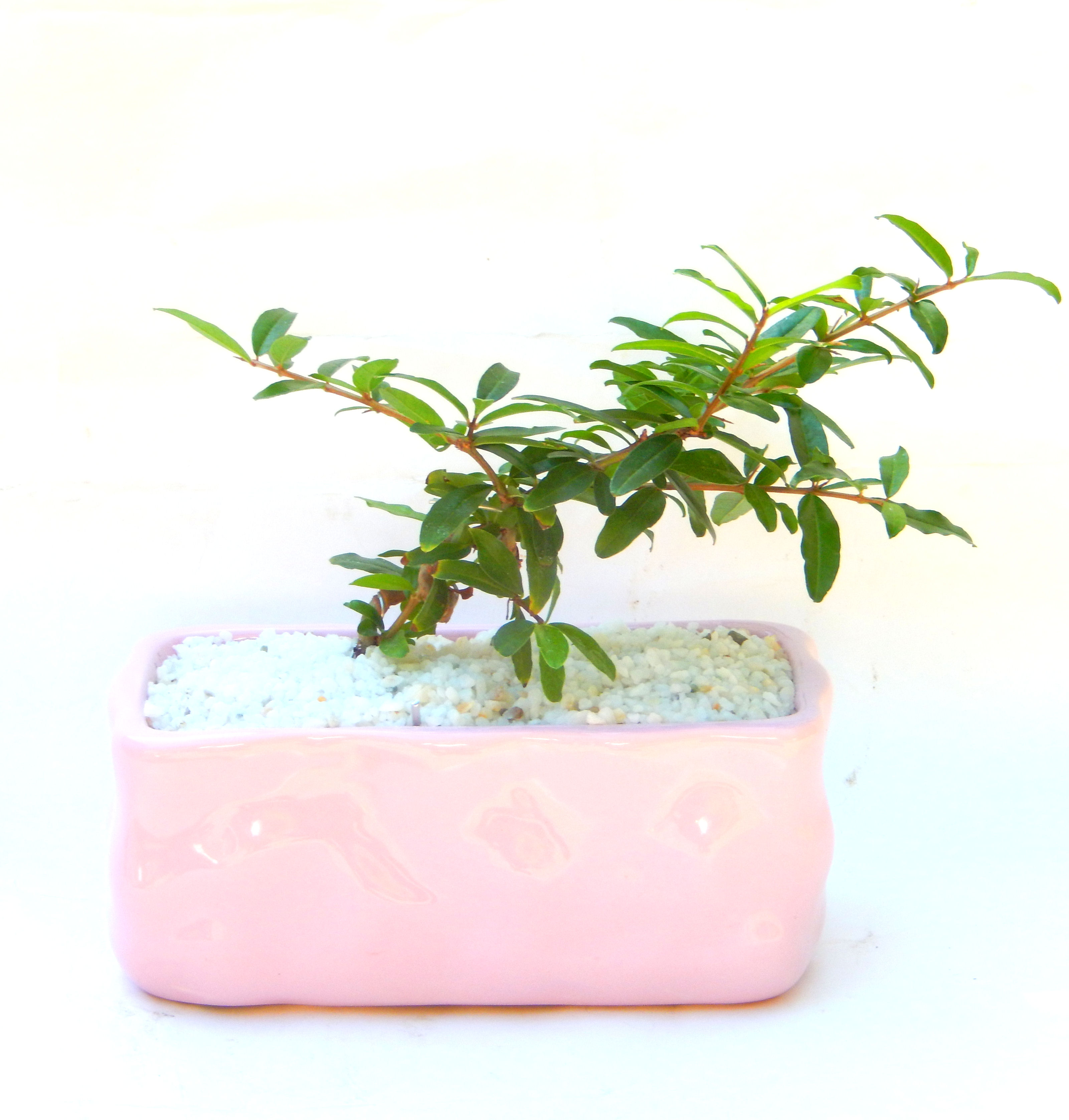 ������́A�q��Ɍb�܂��Ƃ����A�ɉh���Ӗ����鉏�N�A���ł��B�U���ɃI�����W�F�̉Ԃ��炫�A�����Ď����Ȃ�܂��B��(��)�́A���e�ɐl�C�ň��ݕ��Ƃ��Ďs�̂���Ă��܂��B 