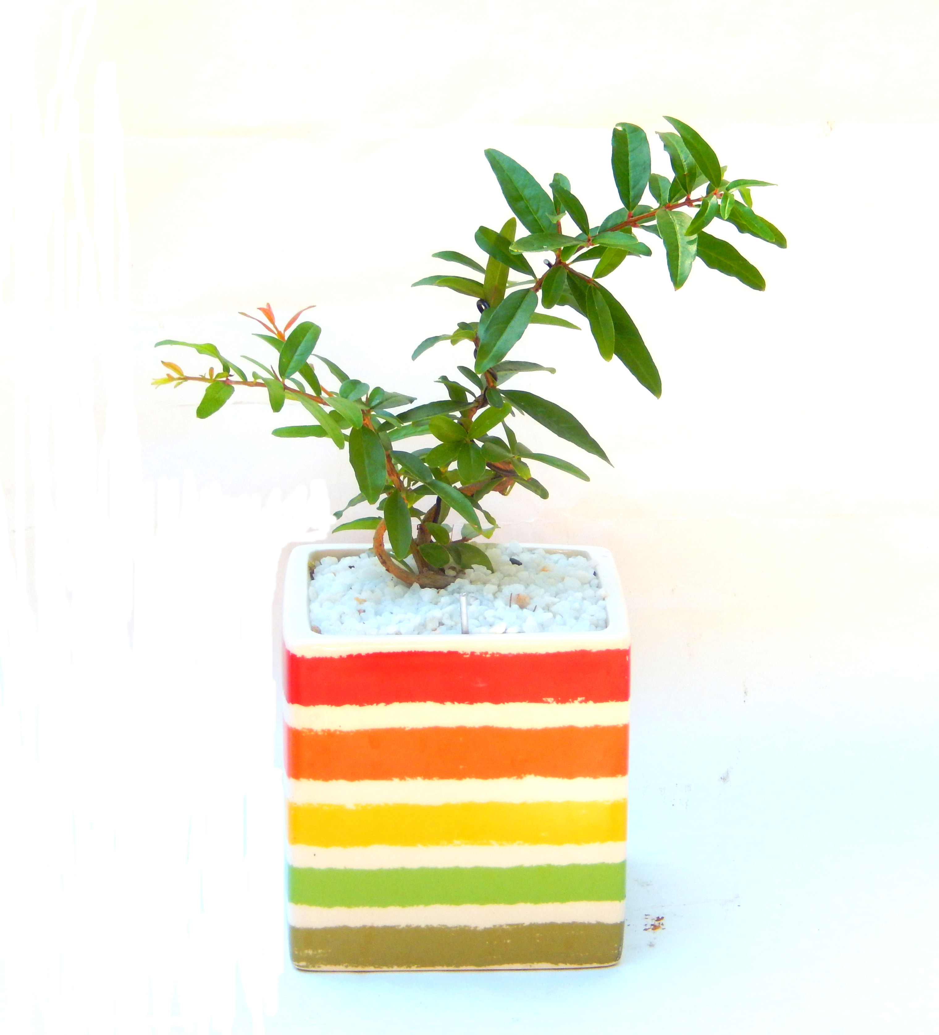 ������́A�q��Ɍb�܂��Ƃ����A�ɉh���Ӗ����鉏�N�A���ł��B�U���ɃI�����W�F�̉Ԃ��炫�A�����Ď����Ȃ�܂��B��(��)�́A���e�ɐl�C�ň��ݕ��Ƃ��Ďs�̂���Ă��܂��B 