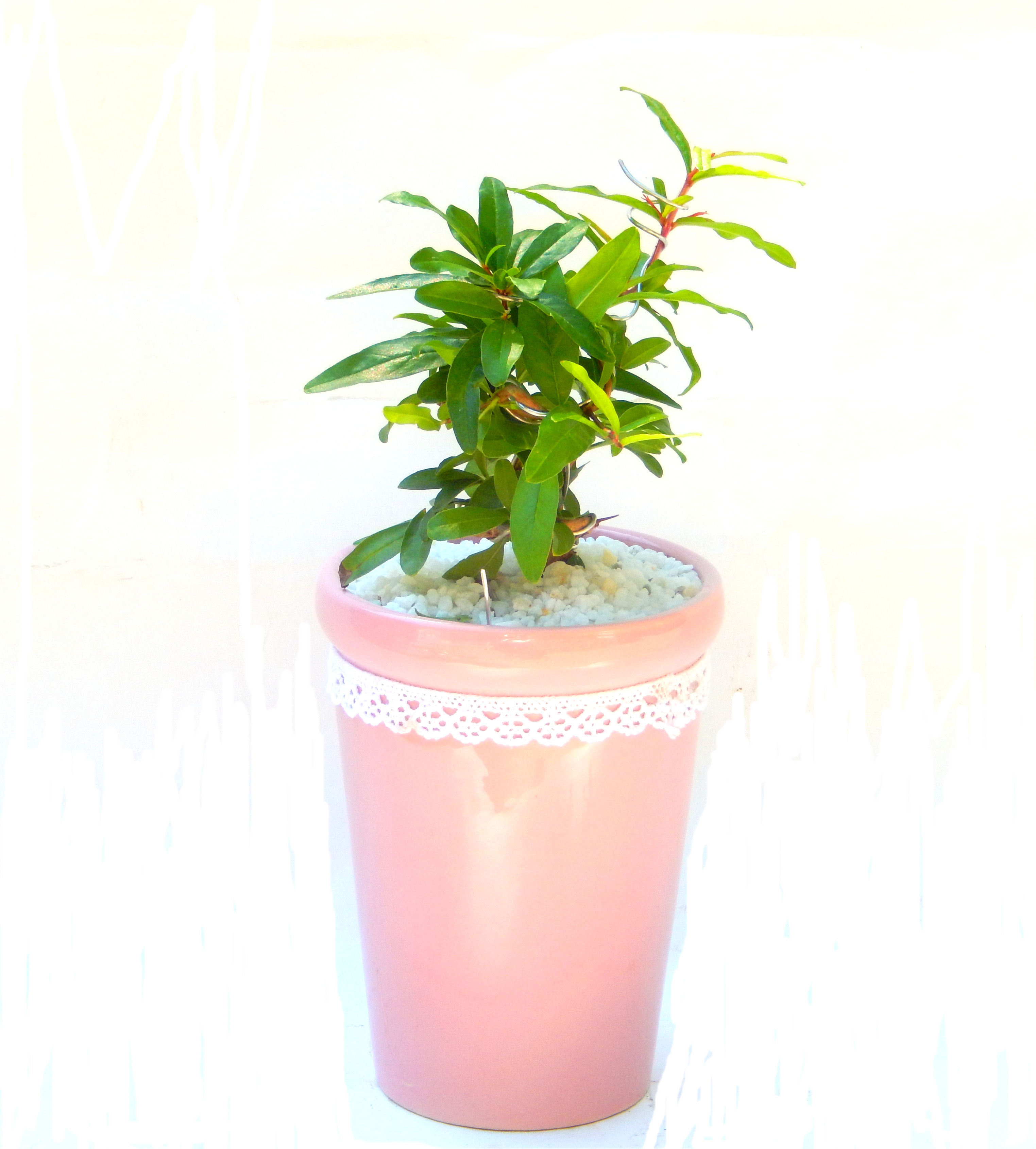 ������́A�q��Ɍb�܂��Ƃ����A�ɉh���Ӗ����鉏�N�A���ł��B�U���ɃI�����W�F�̉Ԃ��炫�A�����Ď����Ȃ�܂��B��(��)�́A���e�ɐl�C�ň��ݕ��Ƃ��Ďs�̂���Ă��܂��B 