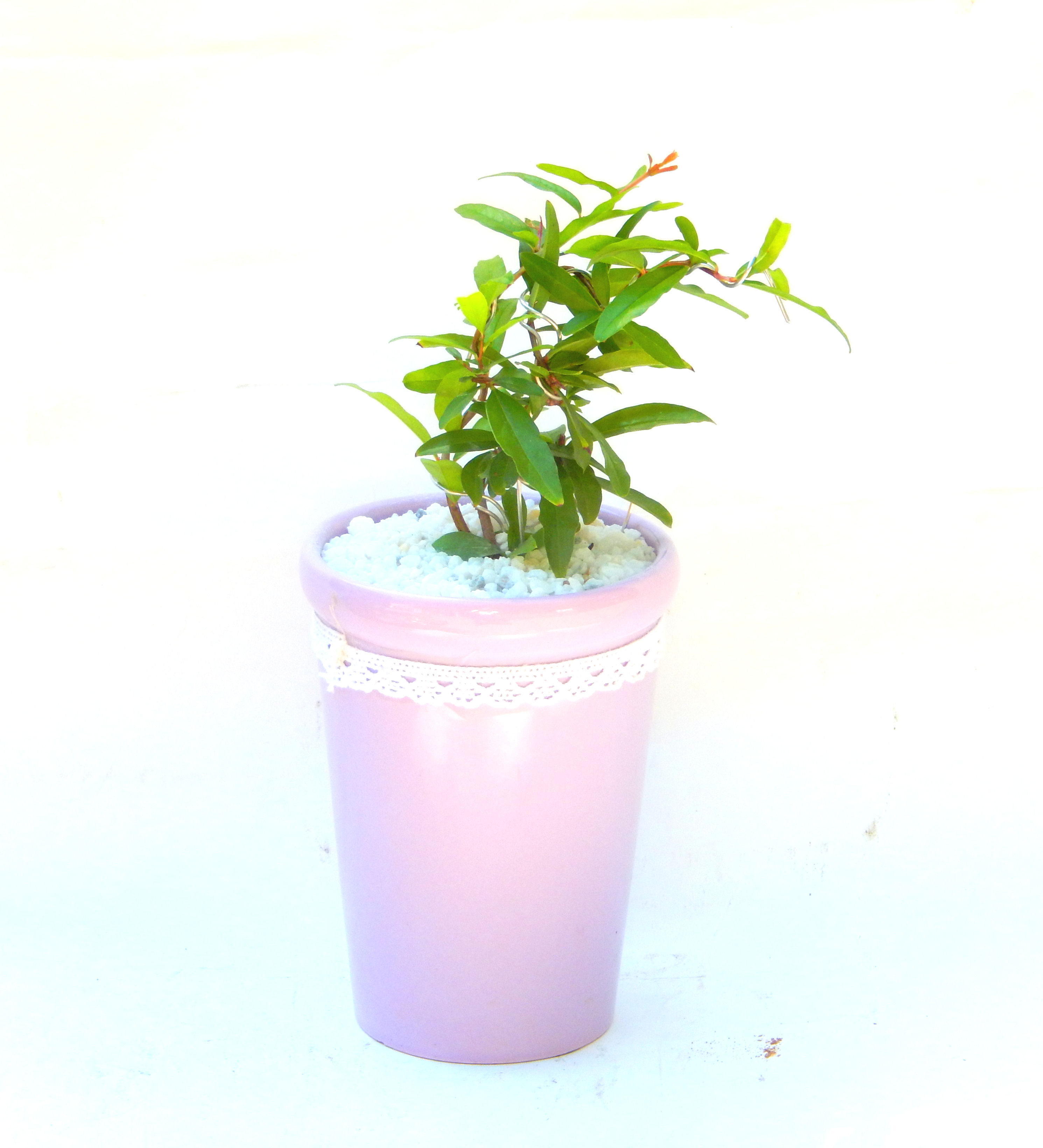 ������́A�q��Ɍb�܂��Ƃ����A�ɉh���Ӗ����鉏�N�A���ł��B�U���ɃI�����W�F�̉Ԃ��炫�A�����Ď����Ȃ�܂��B��(��)�́A���e�ɐl�C�ň��ݕ��Ƃ��Ďs�̂���Ă��܂��B 