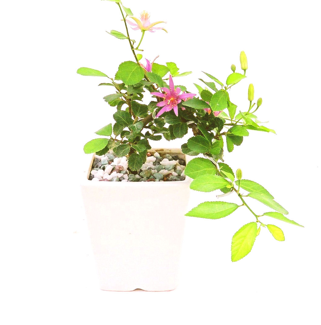 �Q�O�O�Q�N�ȗ��A�N�Ԃ̃x�X�g�Z���[�I�I�I�R���p�N�g�ɉ������܂����B���߂Ă̕��ɂ���Ă₷����v�ȐA���ł��B