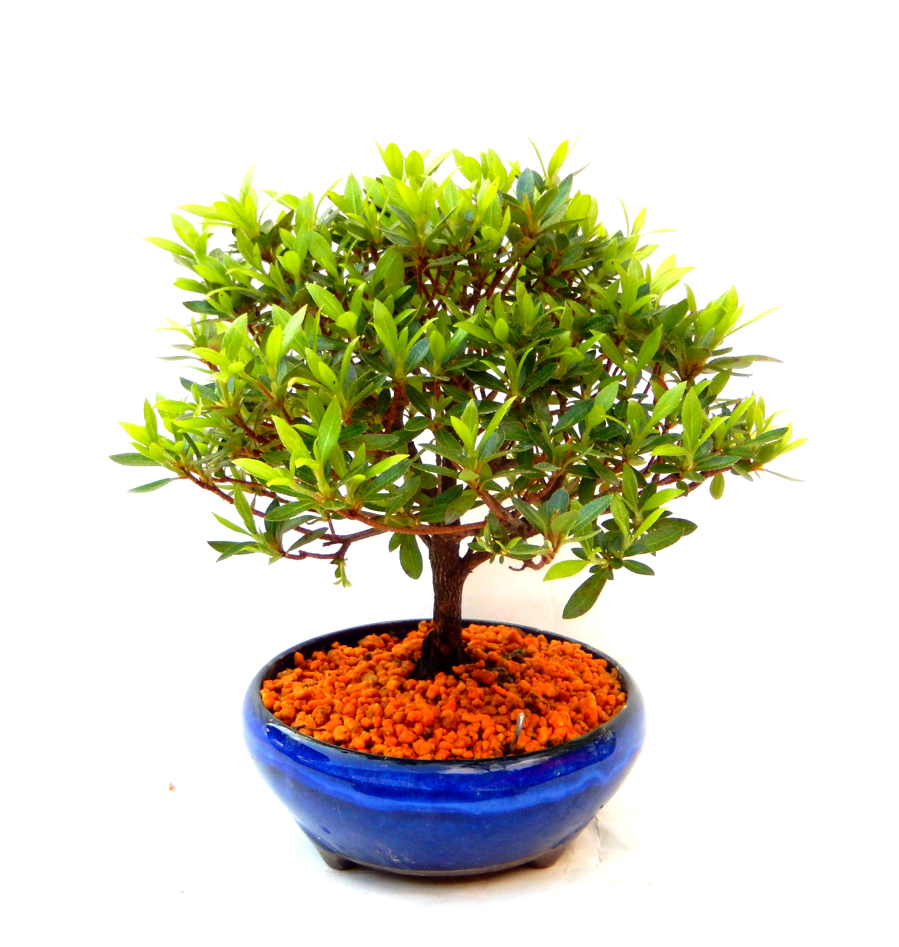 �N�Ԃ̒��x�X�g�Z���[�ɂȂ�܂����I�I�I�R���p�N�g�ɉ������܂����B���߂Ă̕��ɂ���Ă₷����v�ȐA���ł��B