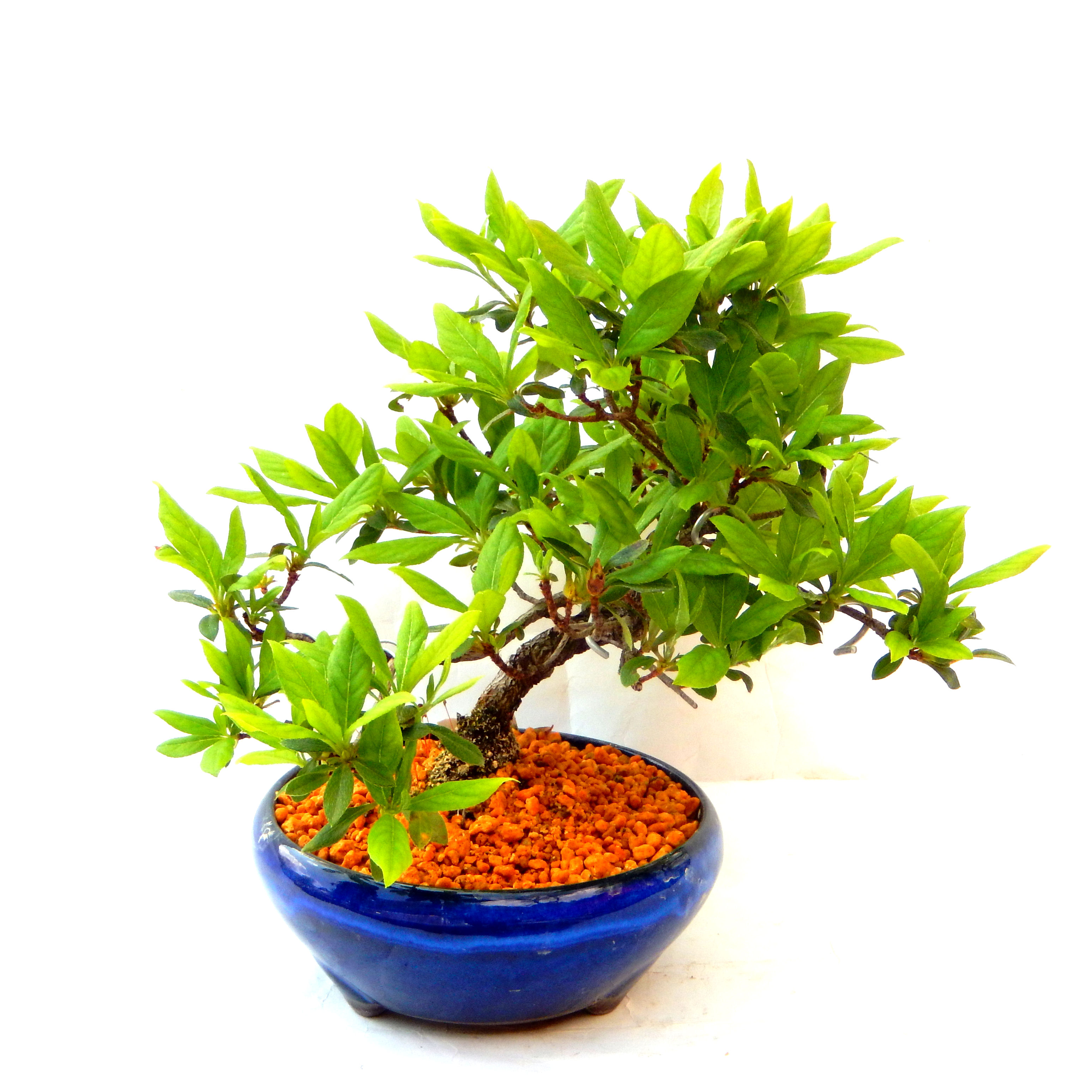 �N�Ԃ̒��x�X�g�Z���[�ɂȂ�܂����I�I�I�R���p�N�g�ɉ������܂����B���߂Ă̕��ɂ���Ă₷����v�ȐA���ł��B