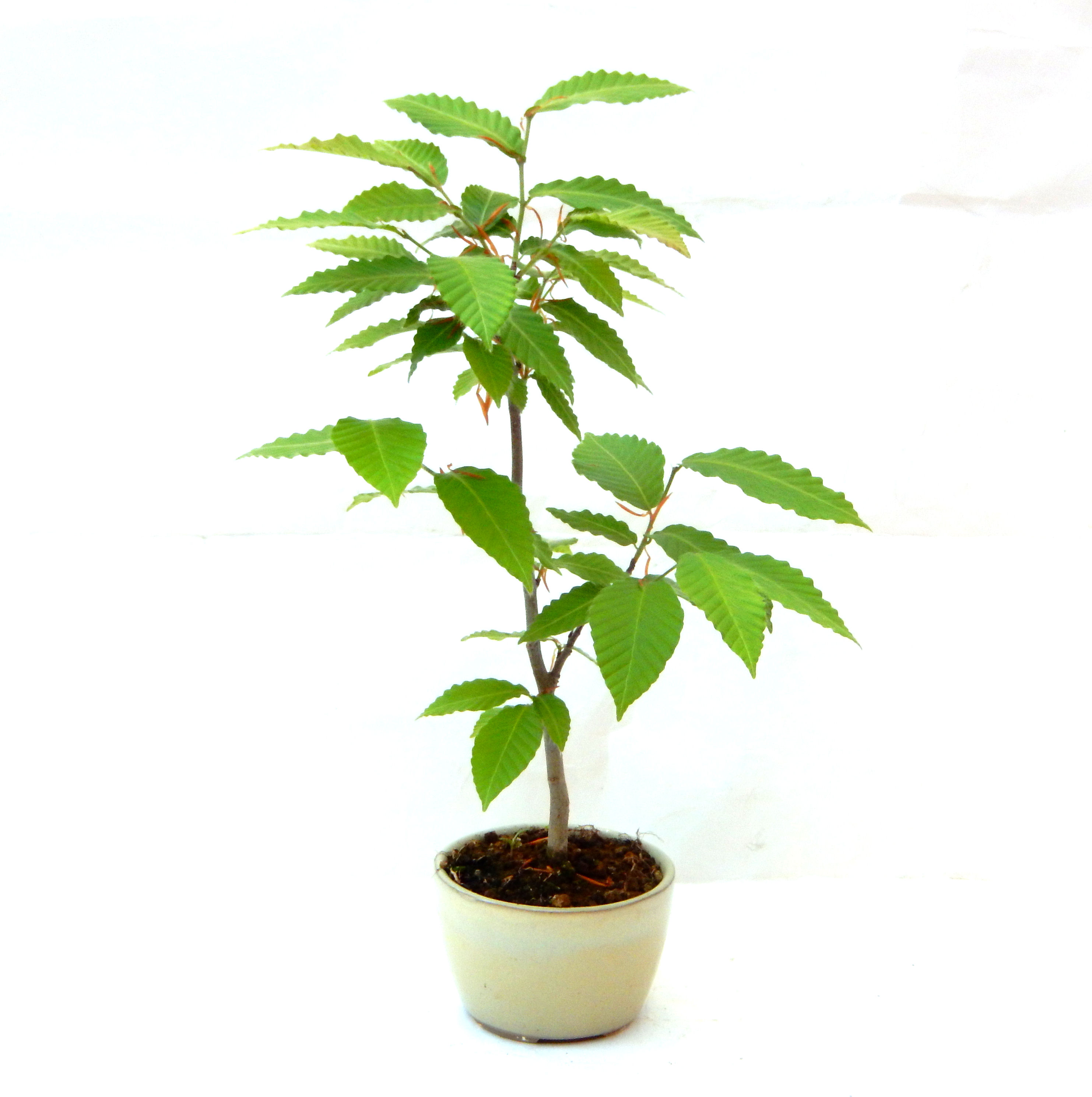 ��������Ԃȣ�̉摜���o�܂��������΂炭���҂��������܂��B