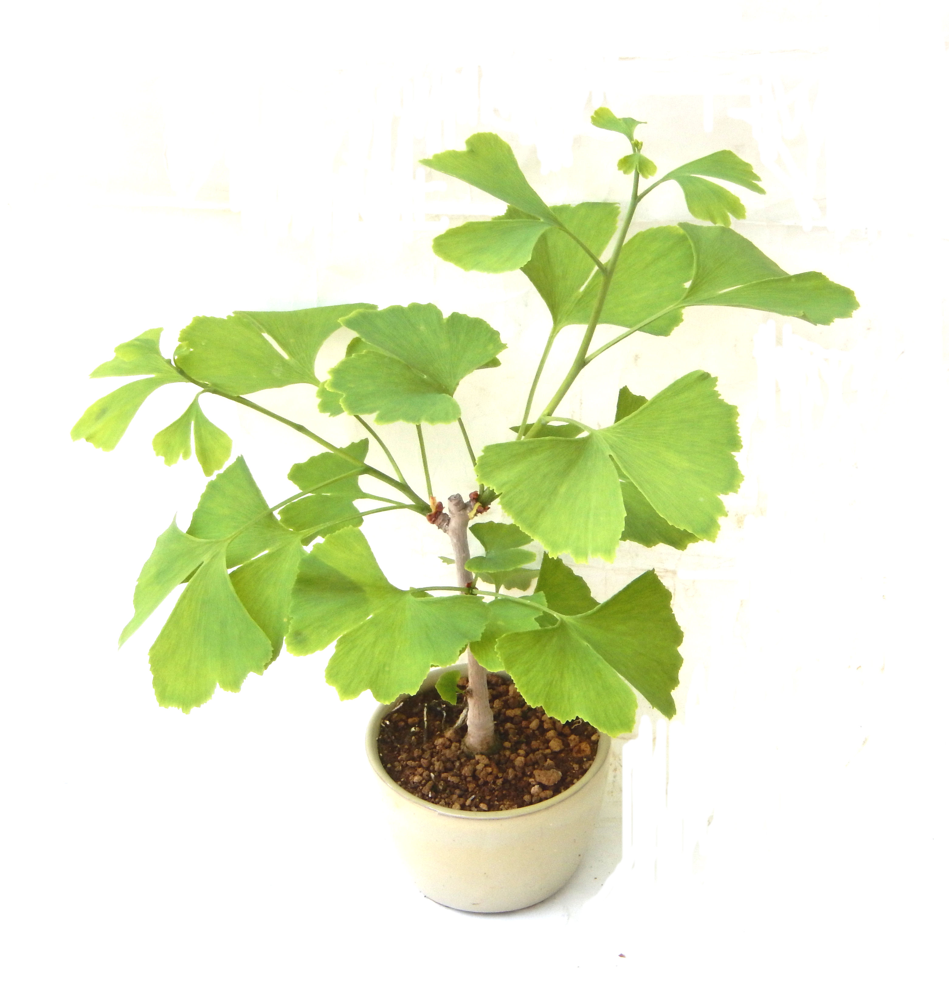 ��������Ԃȣ�̉摜���o�܂��������΂炭���҂��������܂��B