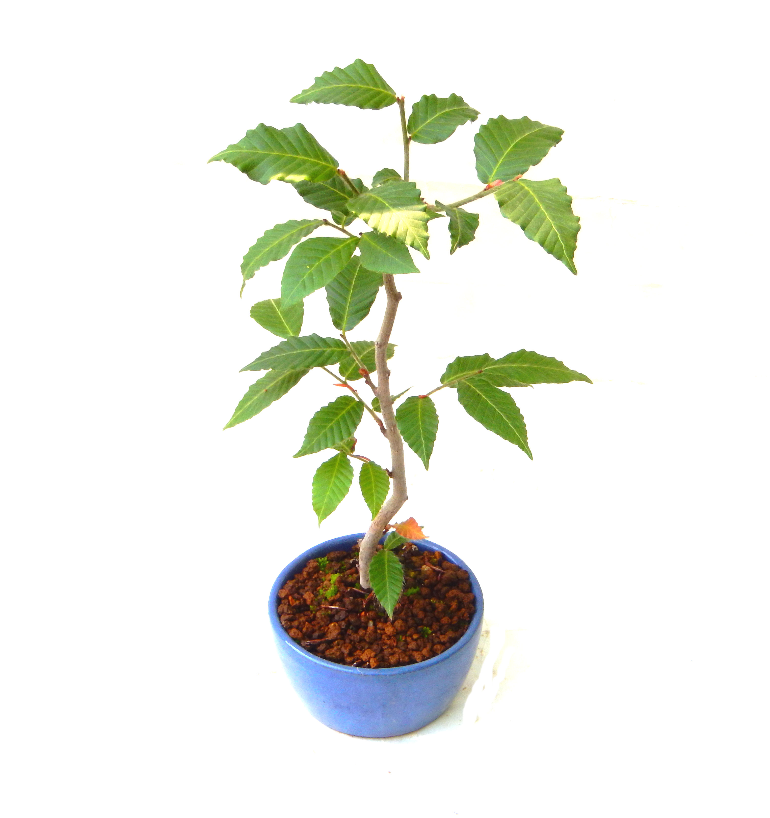 ��������Ԃȣ�̉摜���o�܂��������΂炭���҂��������܂��B