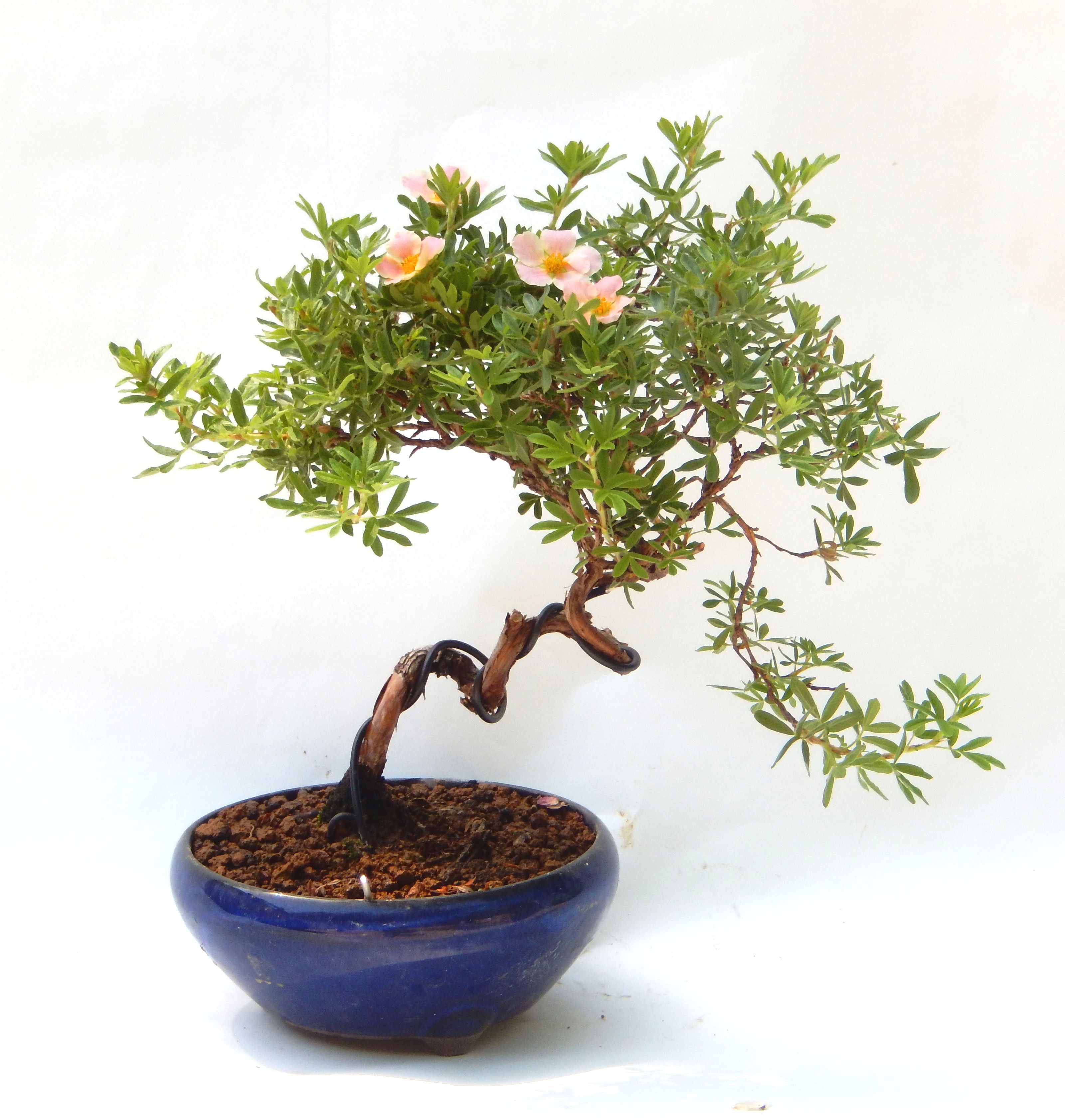 ���I�~�Ə����܂��B�����ɂ��₩��鉏�N�A���I�I�Ƃɂ��������A��x������ǂ����Ă���ɓ��ꂽ���Ȃ�A���ł��I 
   ���̏��i�́A�~�j�T�C�Y�ɍ��܂����B�������̃C���e���A�Ƃ��ăe�[�u���⑋�ӂɂ�����傫���ł��B�܂������̂����߂̈�i�ł��I�I�I