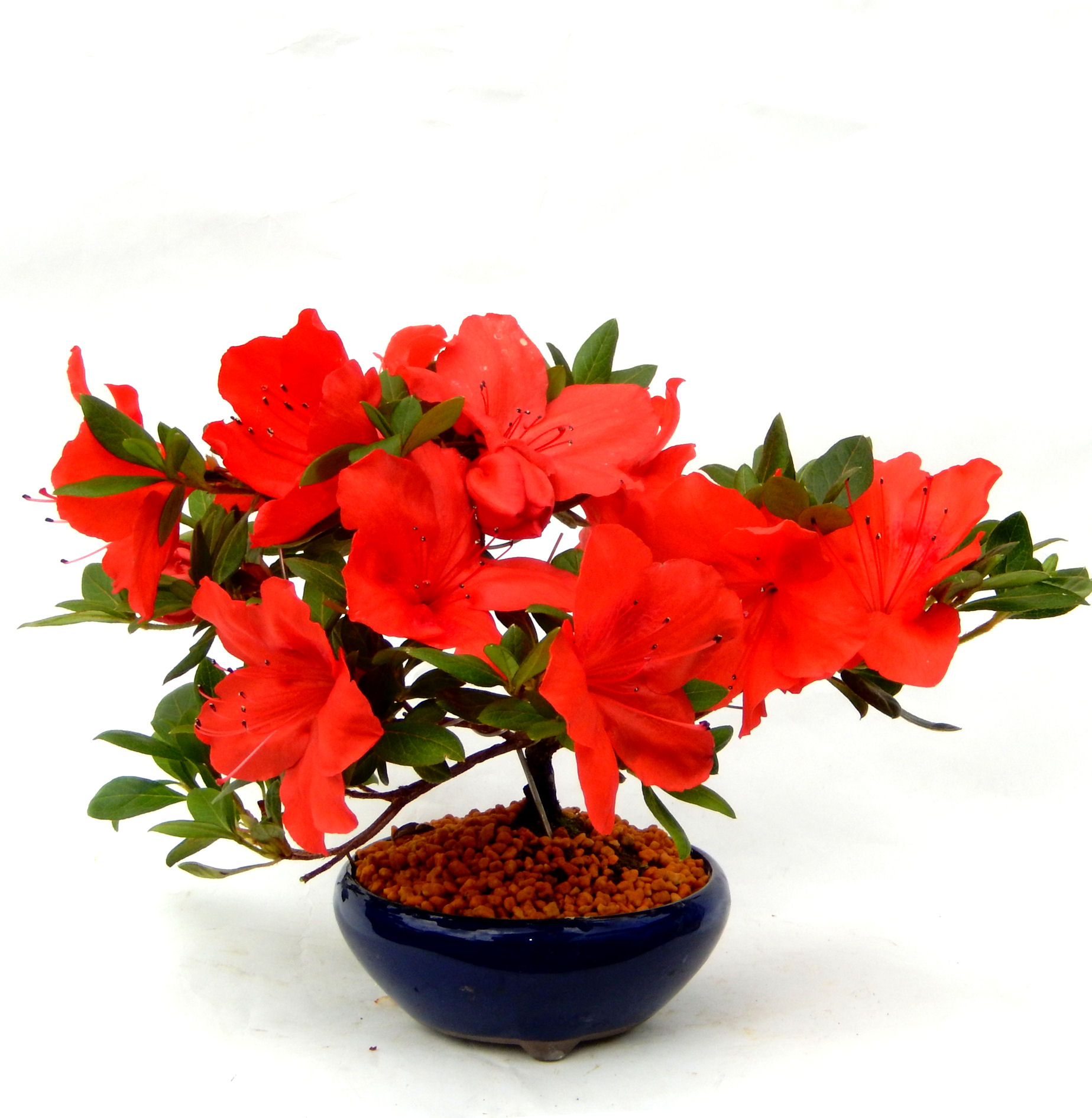 �͂Ȃт�̖~��