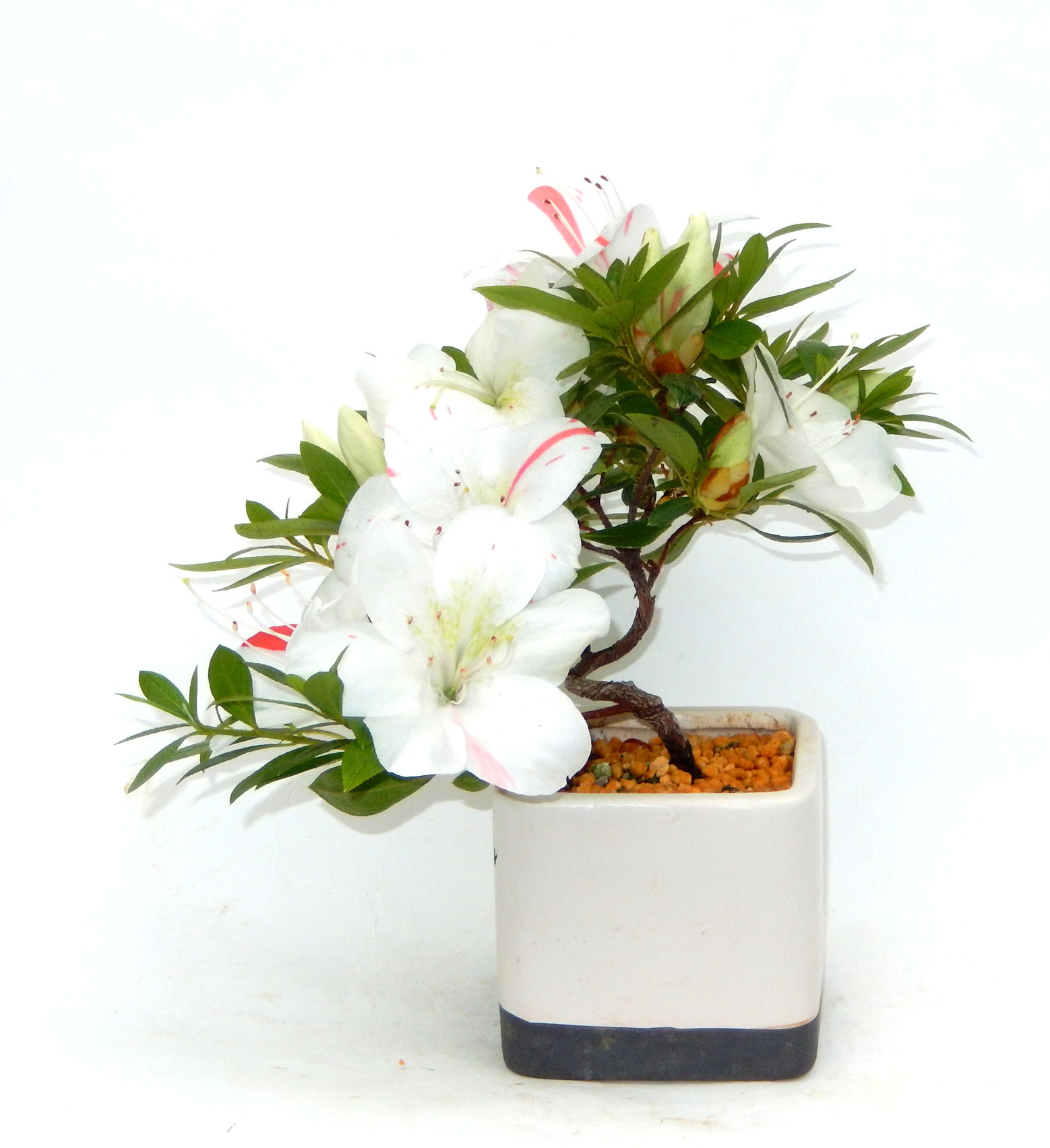 �N�Ԃ̒��x�X�g�Z���[�ɂȂ�܂����I�I�I�R���p�N�g�ɉ������܂����B���߂Ă̕��ɂ���Ă₷����v�ȐA���ł��B