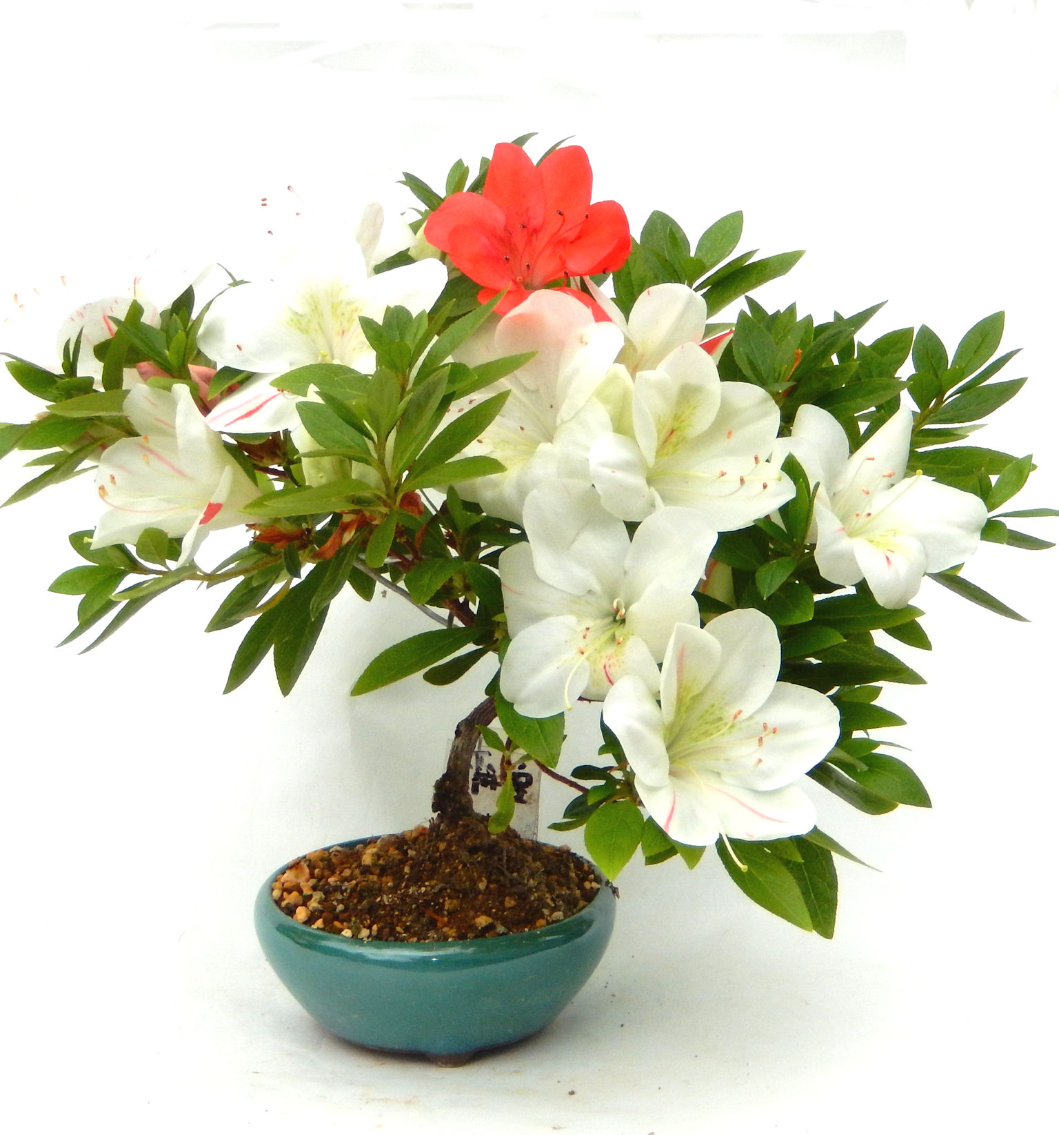 �N�Ԃ̒��x�X�g�Z���[�ɂȂ�܂����I�I�I�R���p�N�g�ɉ������܂����B���߂Ă̕��ɂ���Ă₷����v�ȐA���ł��B