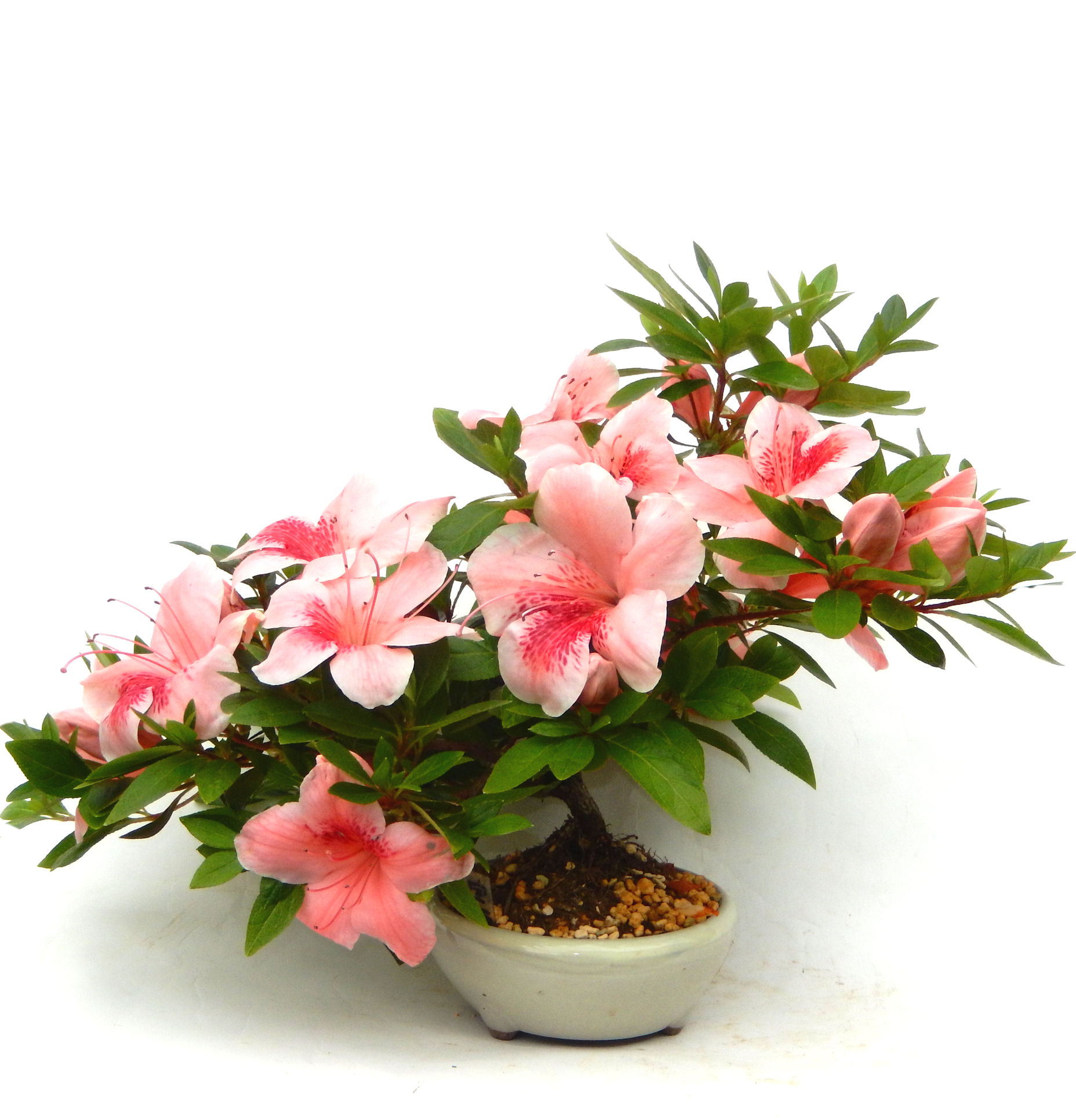 �N�Ԃ̒��x�X�g�Z���[�ɂȂ�܂����I�I�I�R���p�N�g�ɉ������܂����B���߂Ă̕��ɂ���Ă₷����v�ȐA���ł��B