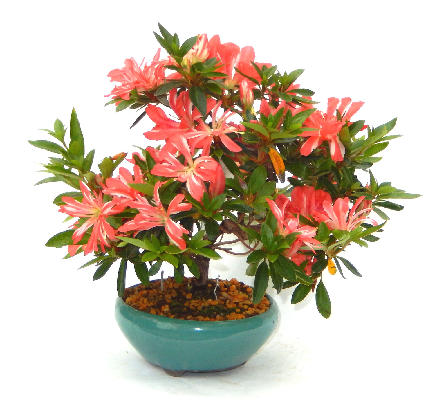 �N�Ԃ̒��x�X�g�Z���[�ɂȂ�܂����I�I�I�R���p�N�g�ɉ������܂����B���߂Ă̕��ɂ���Ă₷����v�ȐA���ł��B