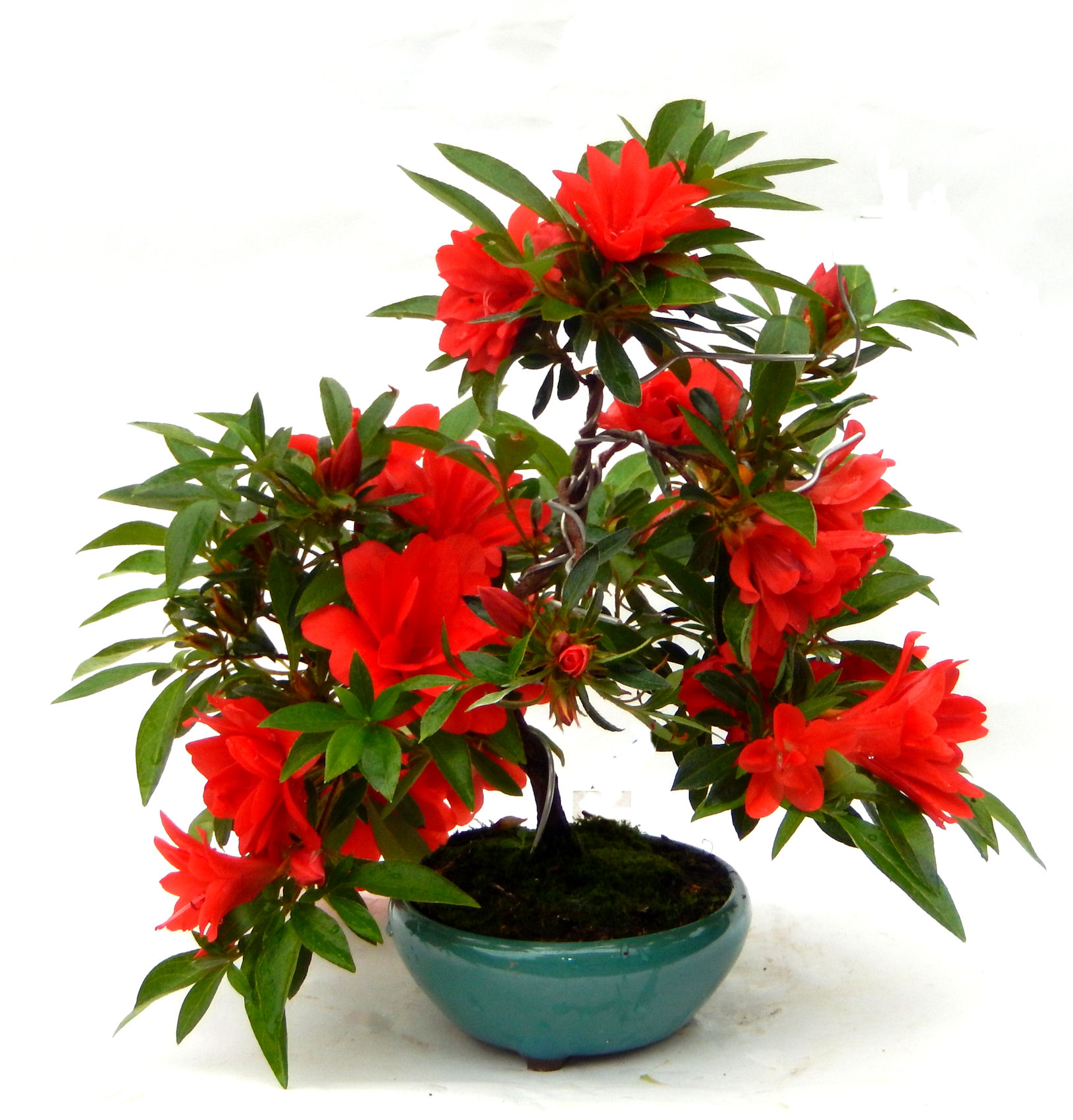 �N�Ԃ̒��x�X�g�Z���[�ɂȂ�܂����I�I�I�R���p�N�g�ɉ������܂����B���߂Ă̕��ɂ���Ă₷����v�ȐA���ł��B