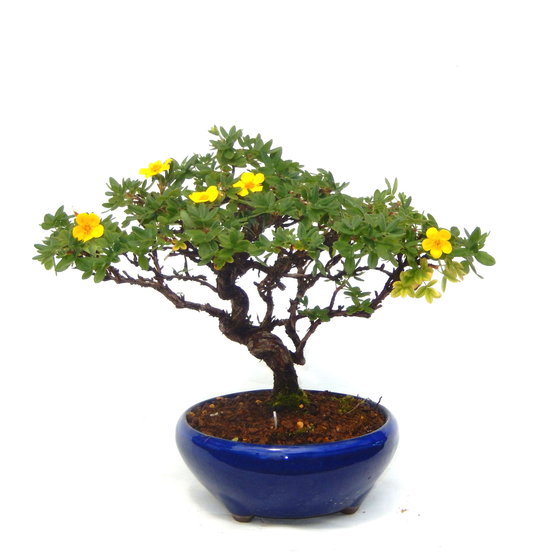 ����̖؂Ə����܂��B�����ɂ��₩��鉏�N�A���I�I�Ƃɂ��������A��x������ǂ����Ă���ɓ��ꂽ���Ȃ�A���ł��I 
   ���̏��i�́A�~�j�T�C�Y�ɍ��܂����B�������̃C���e���A�Ƃ��ăe�[�u���⑋�ӂɂ�����傫���ł��B�܂������̂����߂̈�i�ł��I�I�I