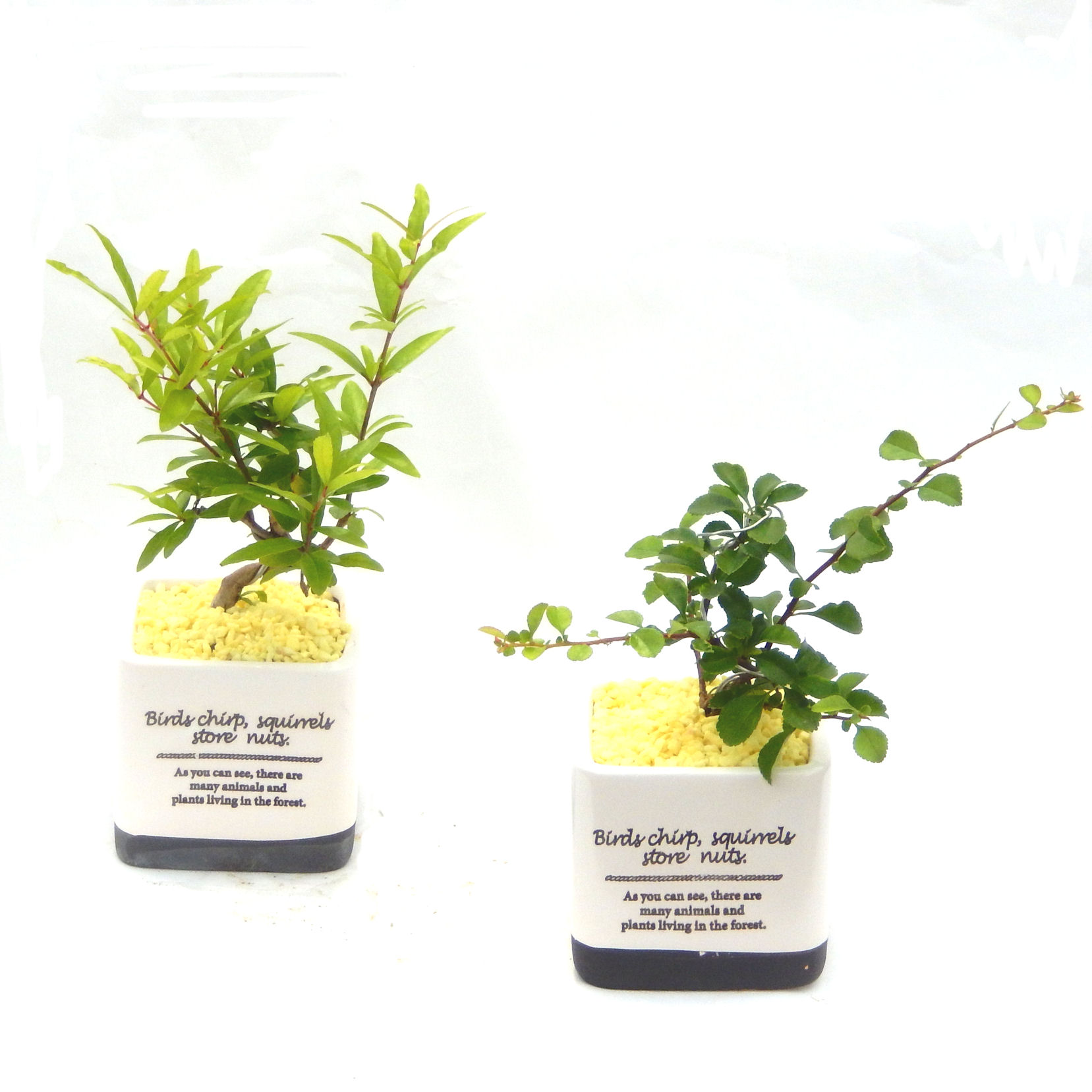 �N�Ԃ̒��x�X�g�Z���[�ɂȂ�܂����I�I�I�R���p�N�g�ɉ������܂����B���߂Ă̕��ɂ���Ă₷����v�ȐA���ł��B