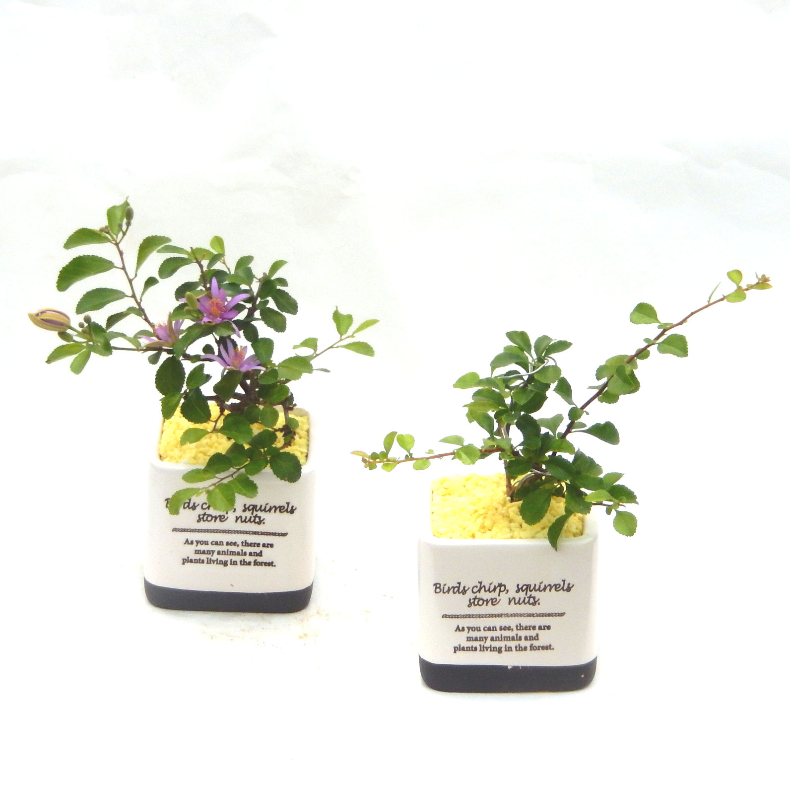 �N�Ԃ̒��x�X�g�Z���[�ɂȂ�܂����I�I�I�R���p�N�g�ɉ������܂����B���߂Ă̕��ɂ���Ă₷����v�ȐA���ł��B