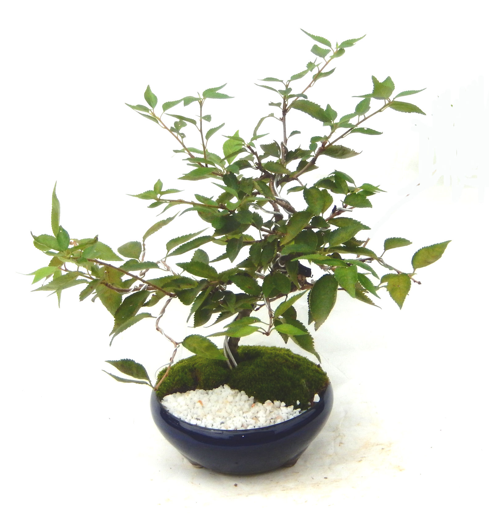 �P�O�����B�t�ƏH�̓��炭�T�N���ł��B�N�Ԃ̒��x�X�g�Z���[�ɂȂ�܂����I�I�I�R���p�N�g�ɉ������܂����B���߂Ă̕��ɂ���Ă₷����v�ȐA���ł��B