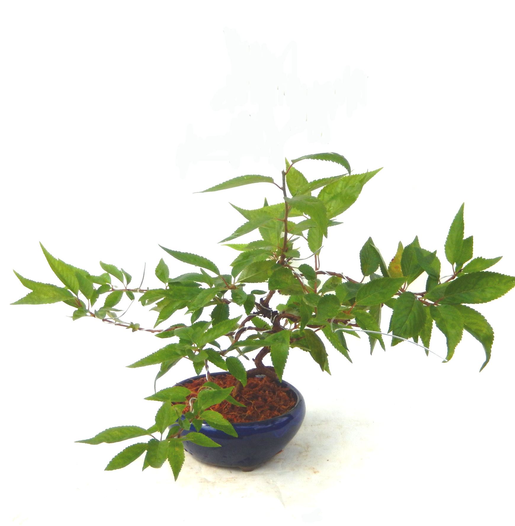 �t�ɉԂ��炭�j��炫���ł��B�N�Ԃ̒��x�X�g�Z���[�ɂȂ�܂����I�I�I�R���p�N�g�ɉ������܂����B���߂Ă̕��ɂ���Ă₷����v�ȐA���ł��B