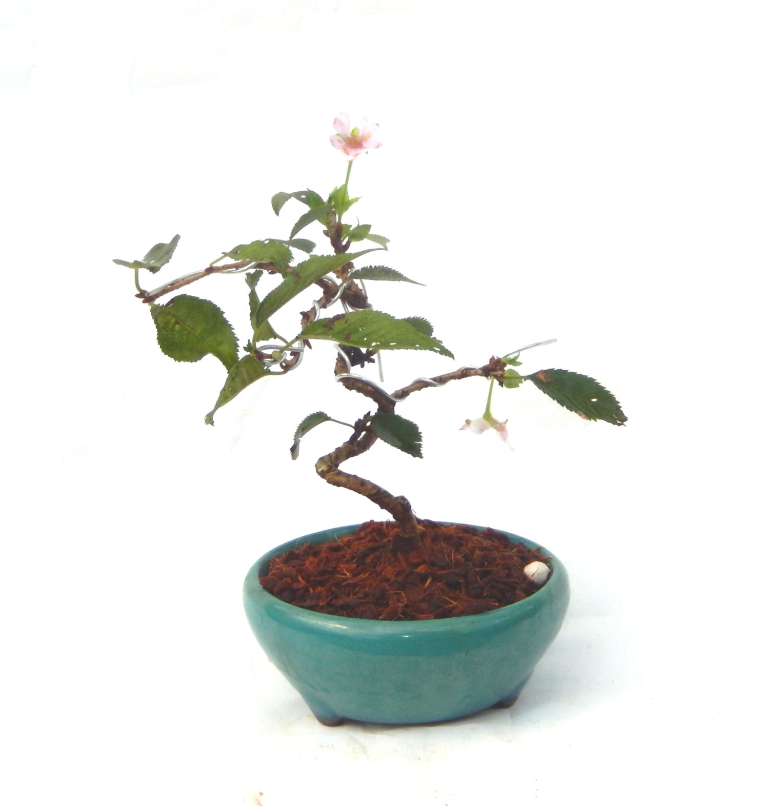 �t�ɉԂ��炭�j��炫���ł��B�N�Ԃ̒��x�X�g�Z���[�ɂȂ�܂����I�I�I�R���p�N�g�ɉ������܂����B���߂Ă̕��ɂ���Ă₷����v�ȐA���ł��B