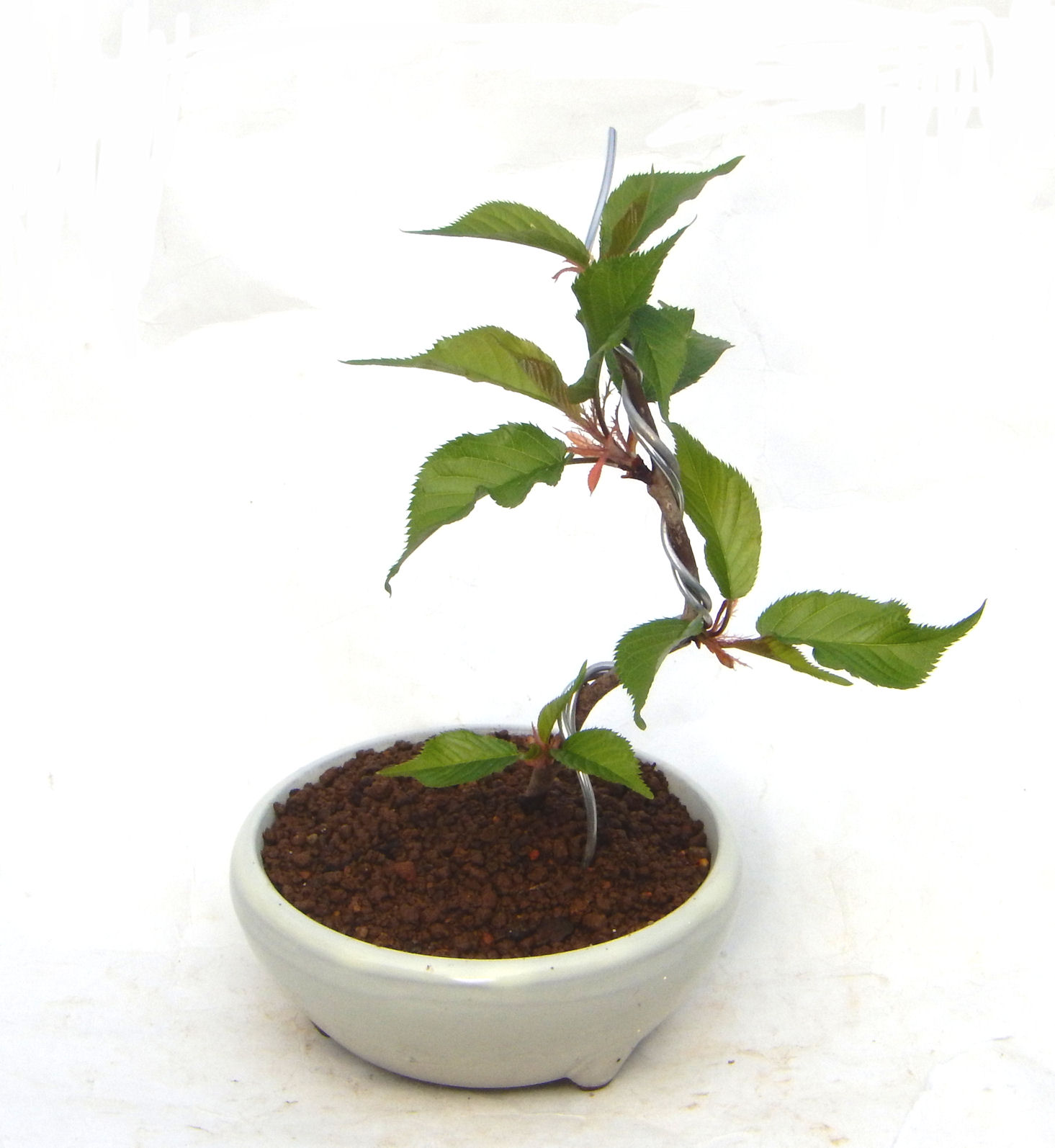 �͒Í��{�B�ň�ԑ����Ԃ��炭���ł��B�N�Ԃ̒��x�X�g�Z���[�ɂȂ�܂����I�I�I�R���p�N�g�ɉ������܂����B���߂Ă̕��ɂ���Ă₷����v�ȐA���ł��B