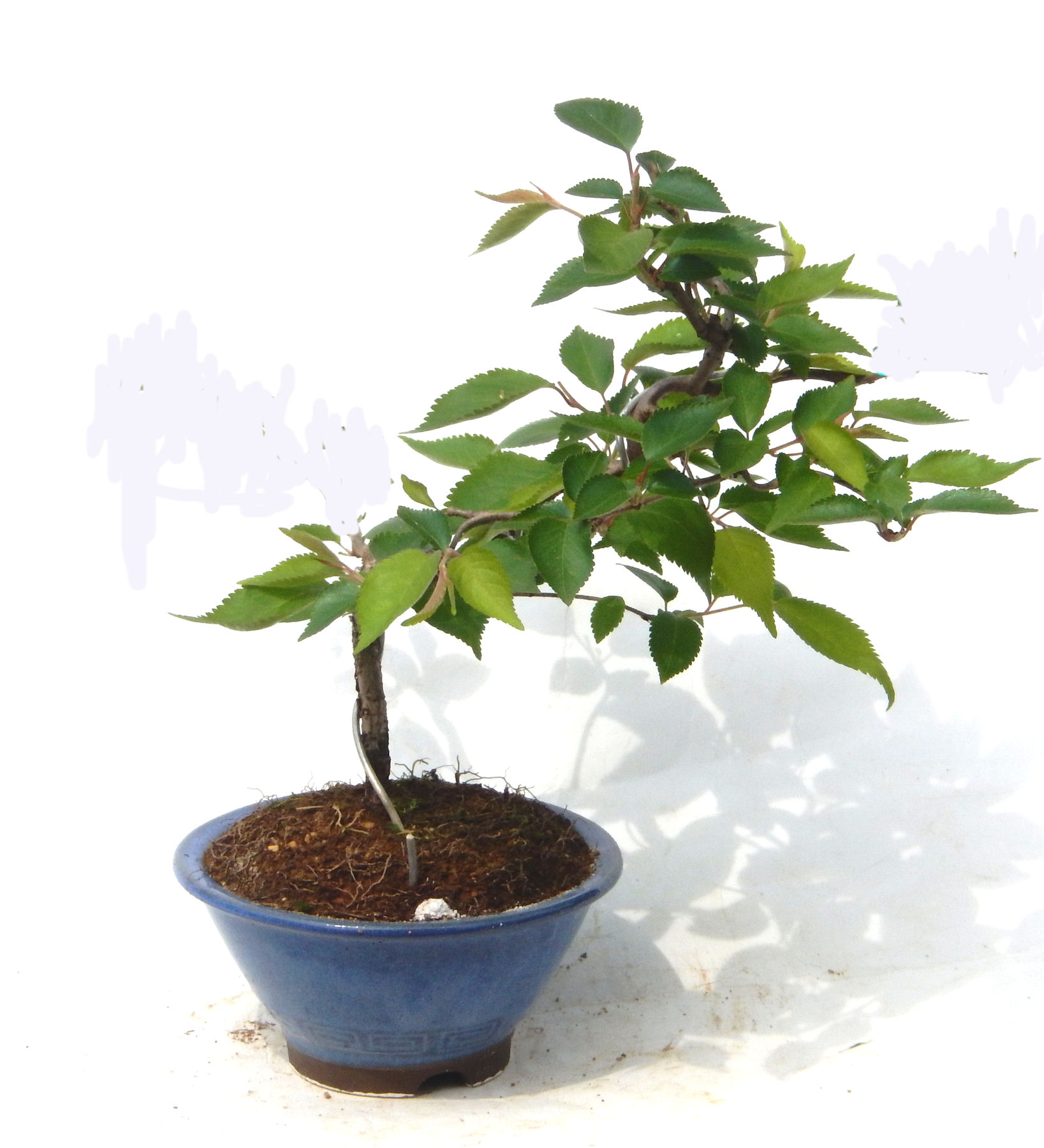 �N�Ԃ̒��x�X�g�Z���[�ɂȂ�܂����I�I�I�R���p�N�g�ɉ������܂����B���߂Ă̕��ɂ���Ă₷����v�ȐA���ł��B