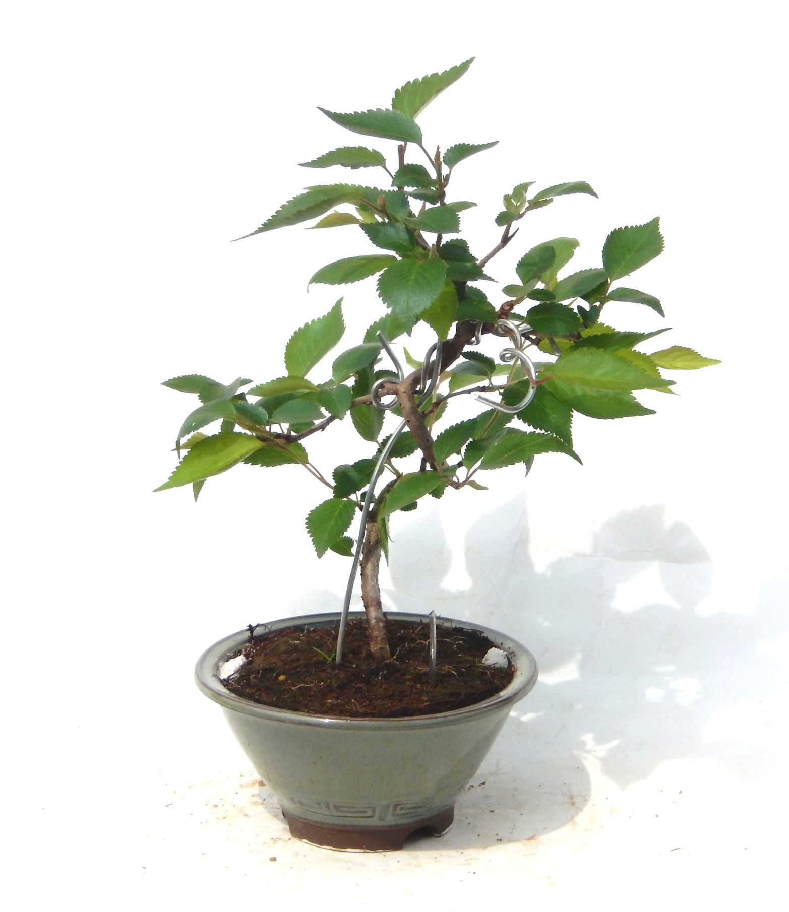 �N�Ԃ̒��x�X�g�Z���[�ɂȂ�܂����I�I�I�R���p�N�g�ɉ������܂����B���߂Ă̕��ɂ���Ă₷����v�ȐA���ł��B