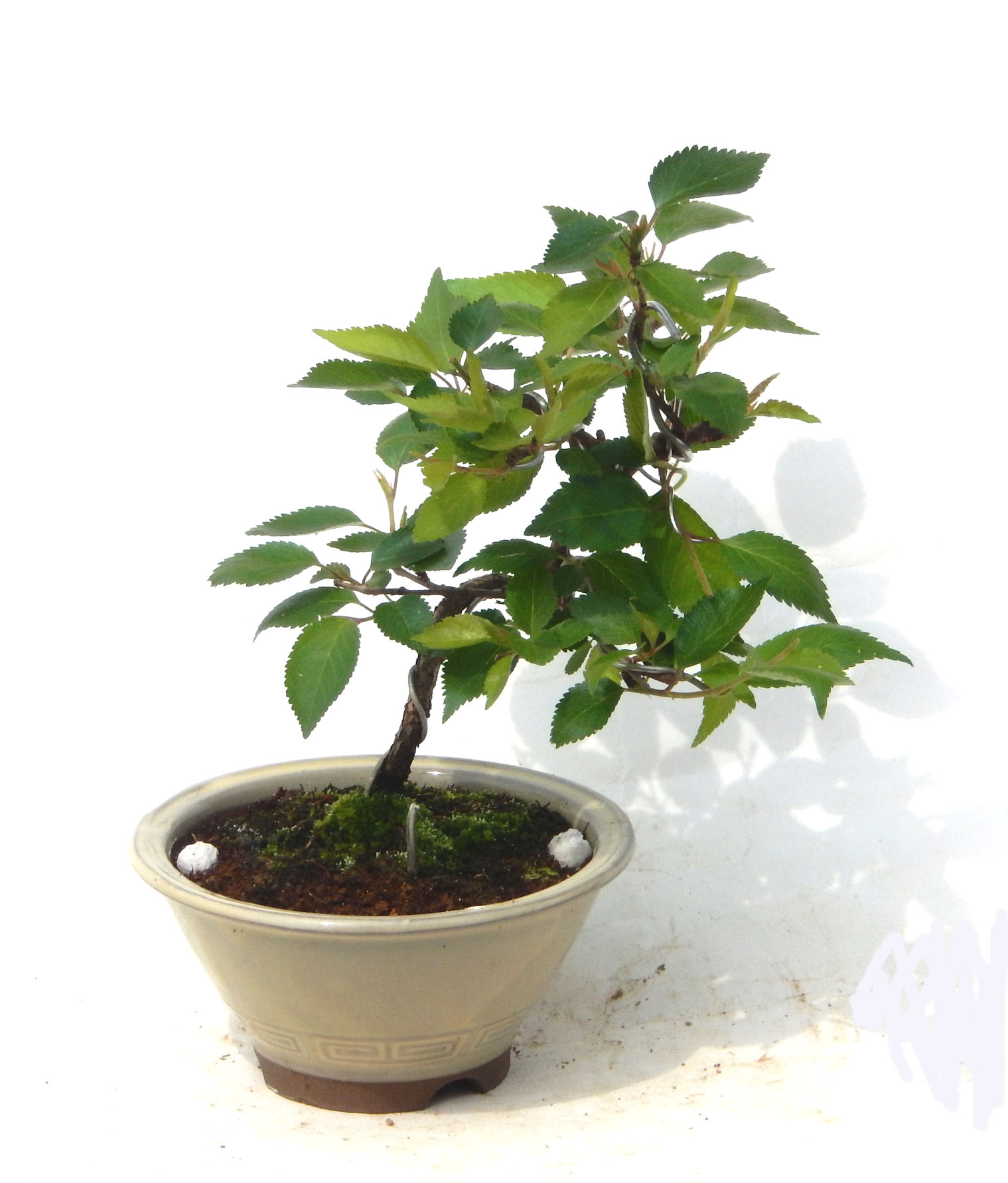 �N�Ԃ̒��x�X�g�Z���[�ɂȂ�܂����I�I�I�R���p�N�g�ɉ������܂����B���߂Ă̕��ɂ���Ă₷����v�ȐA���ł��B